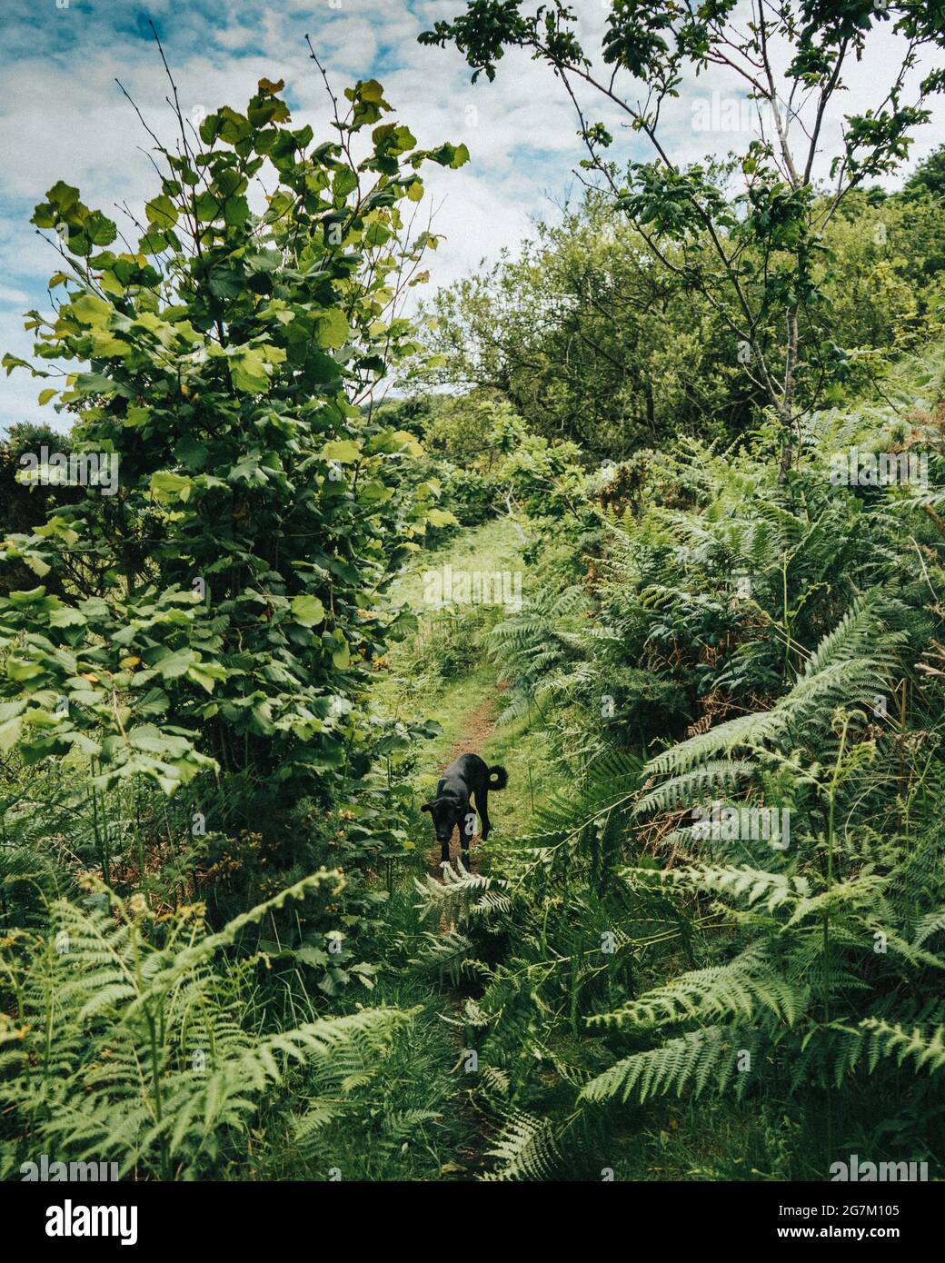 Beautiful view of plants and trees and a black labrador walking near ...
