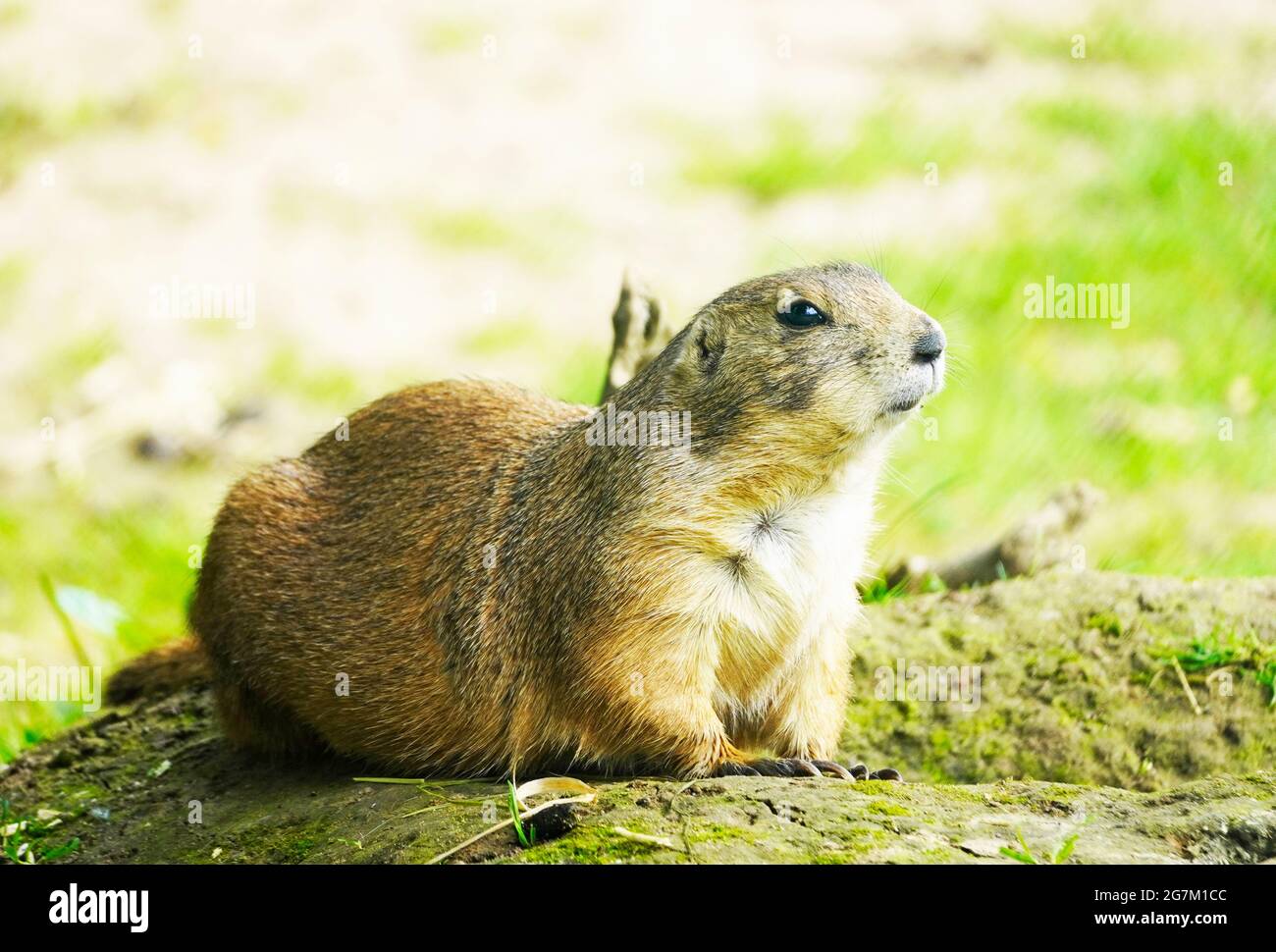 Watchful marmot on a small mound in a natural environment. Rodent close up. Marmota. Stock Photo