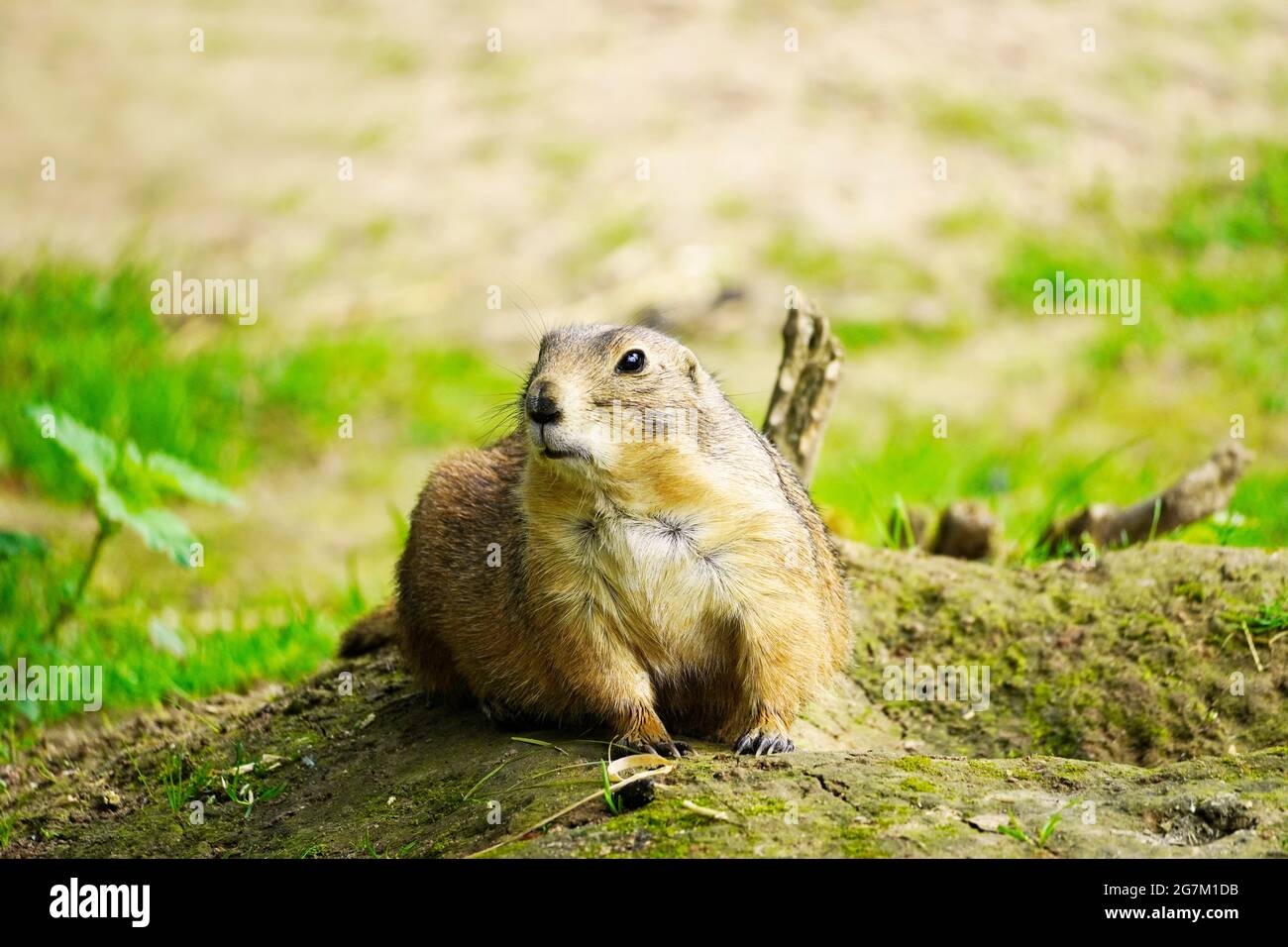 Watchful marmot on a small mound in a natural environment. Rodent close up. Marmota. Stock Photo