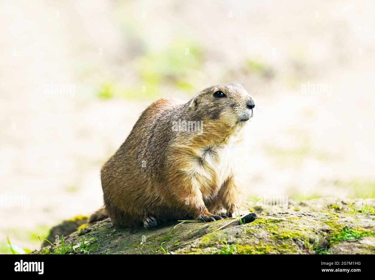 Watchful marmot on a small mound in a natural environment. Rodent close up. Marmota. Stock Photo