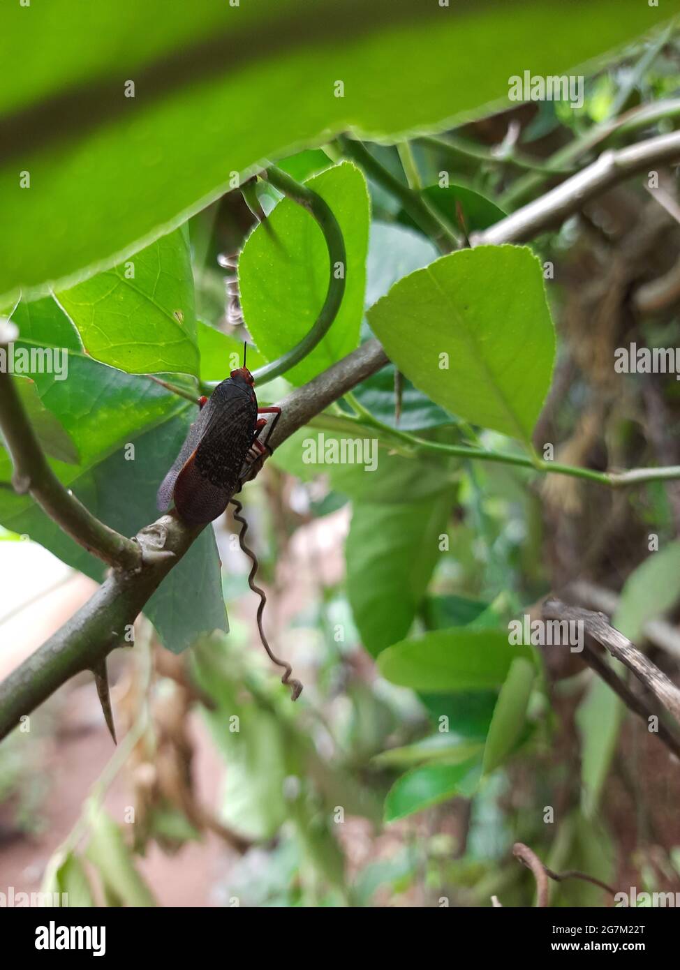 Soft focus of a black plant hopper on a plant stem at a garden Stock Photo