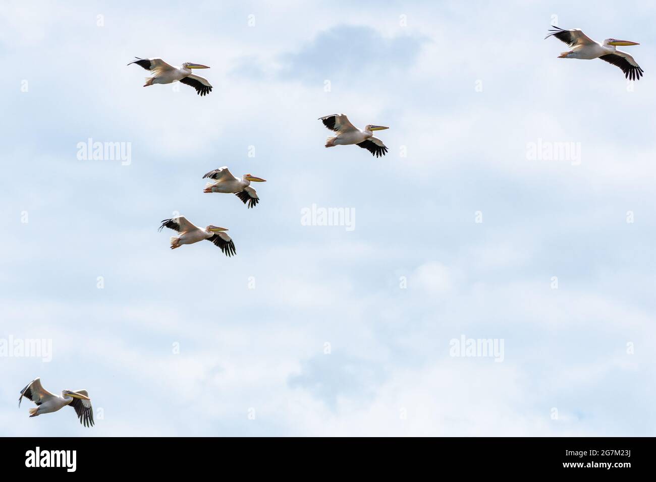 flock of pelicans in flight Stock Photo
