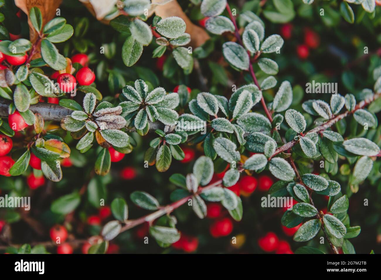 Frozen cotoneaster berries and leaves. Red Cotoneaster berries and leaves covered with hoarfrost on a cold winters day, horizontal photo Stock Photo