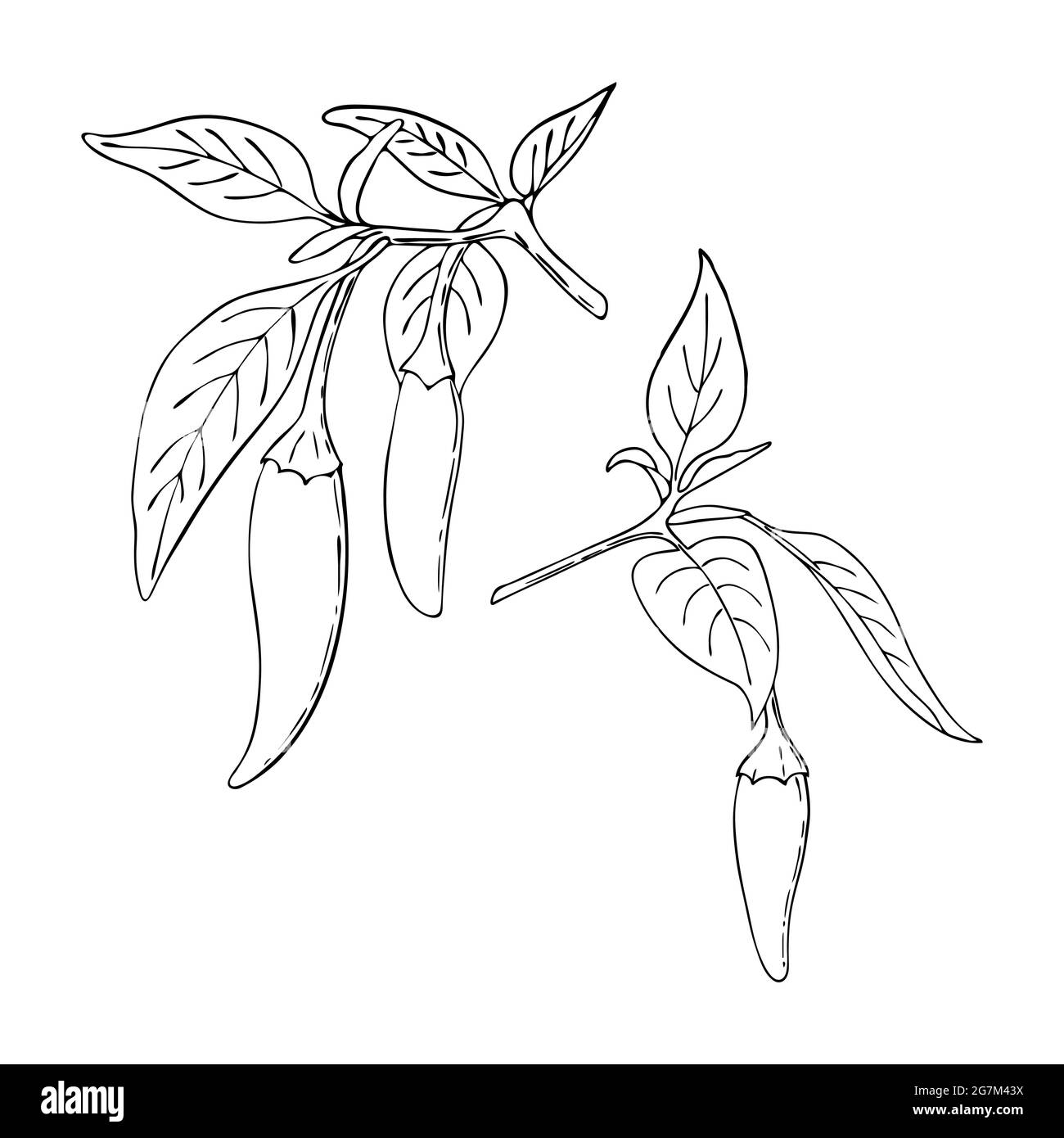 Chili Pepper hot set contour black handmade doodling drawing. Spice. Pepper branch with leaves and fruits. Isolated. White background. Vector illustration Stock Vector