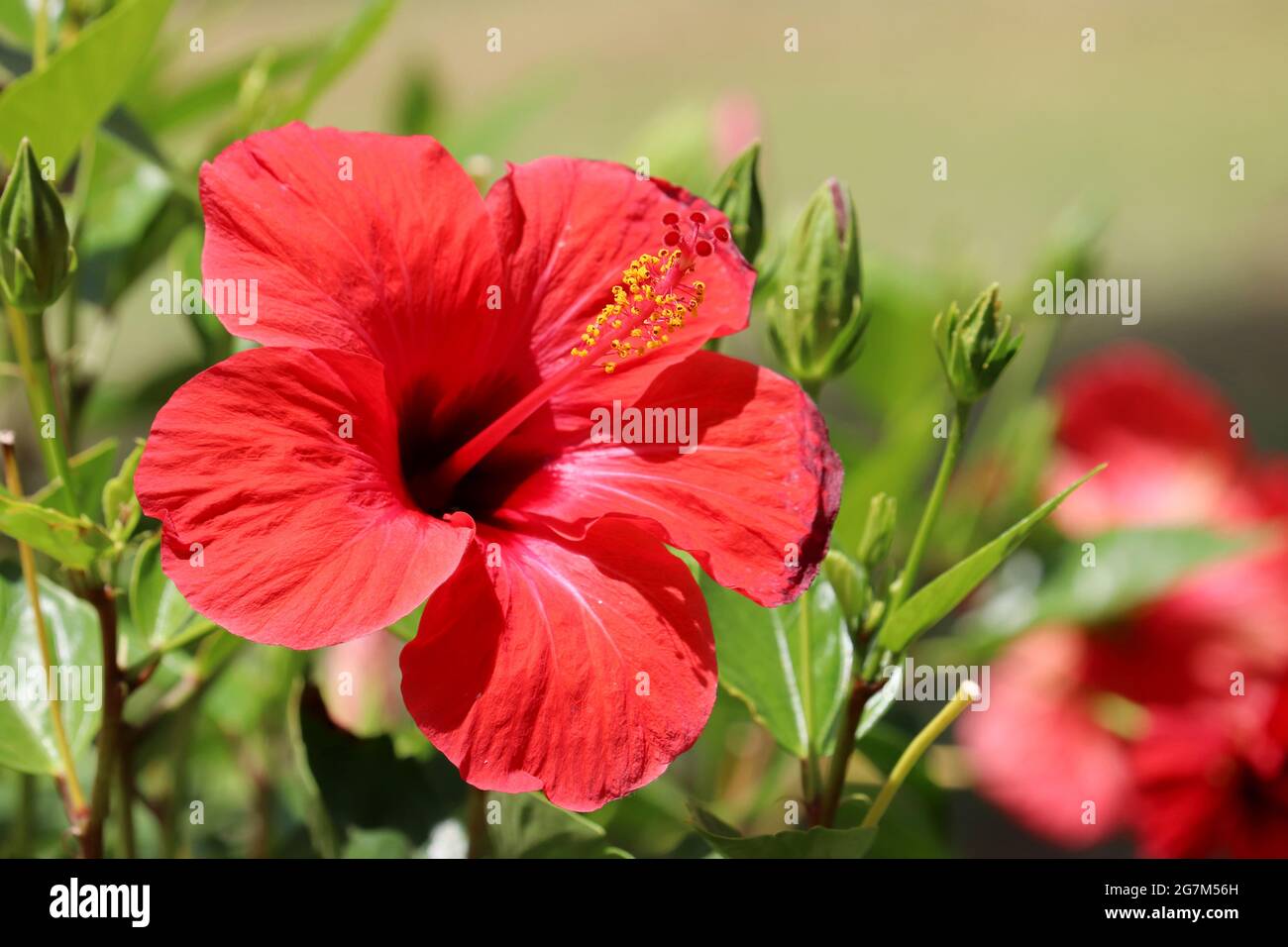Red hibiscus flower on blurred nature background, tropical garden Stock Photo