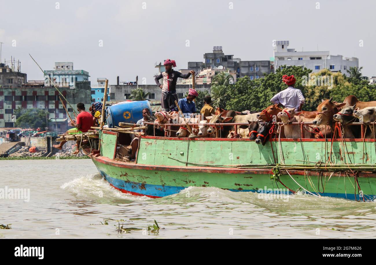Dhaka, Bangladesh : On the occasion of Eid-ul-Adha, cattle are being taken to the market for sale by trawler across the Buriganga river Stock Photo