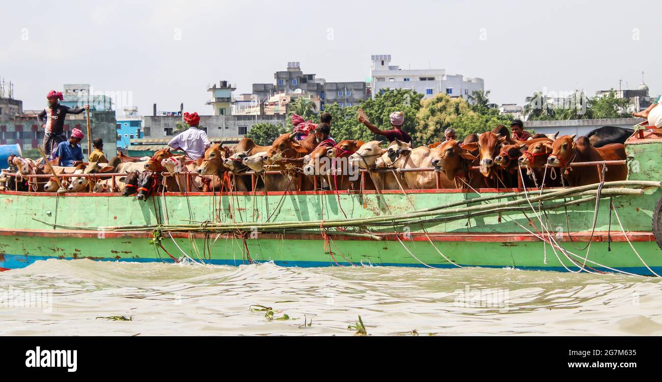 Dhaka, Bangladesh : On the occasion of Eid-ul-Adha, cattle are being taken to the market for sale by trawler across the Buriganga river Stock Photo