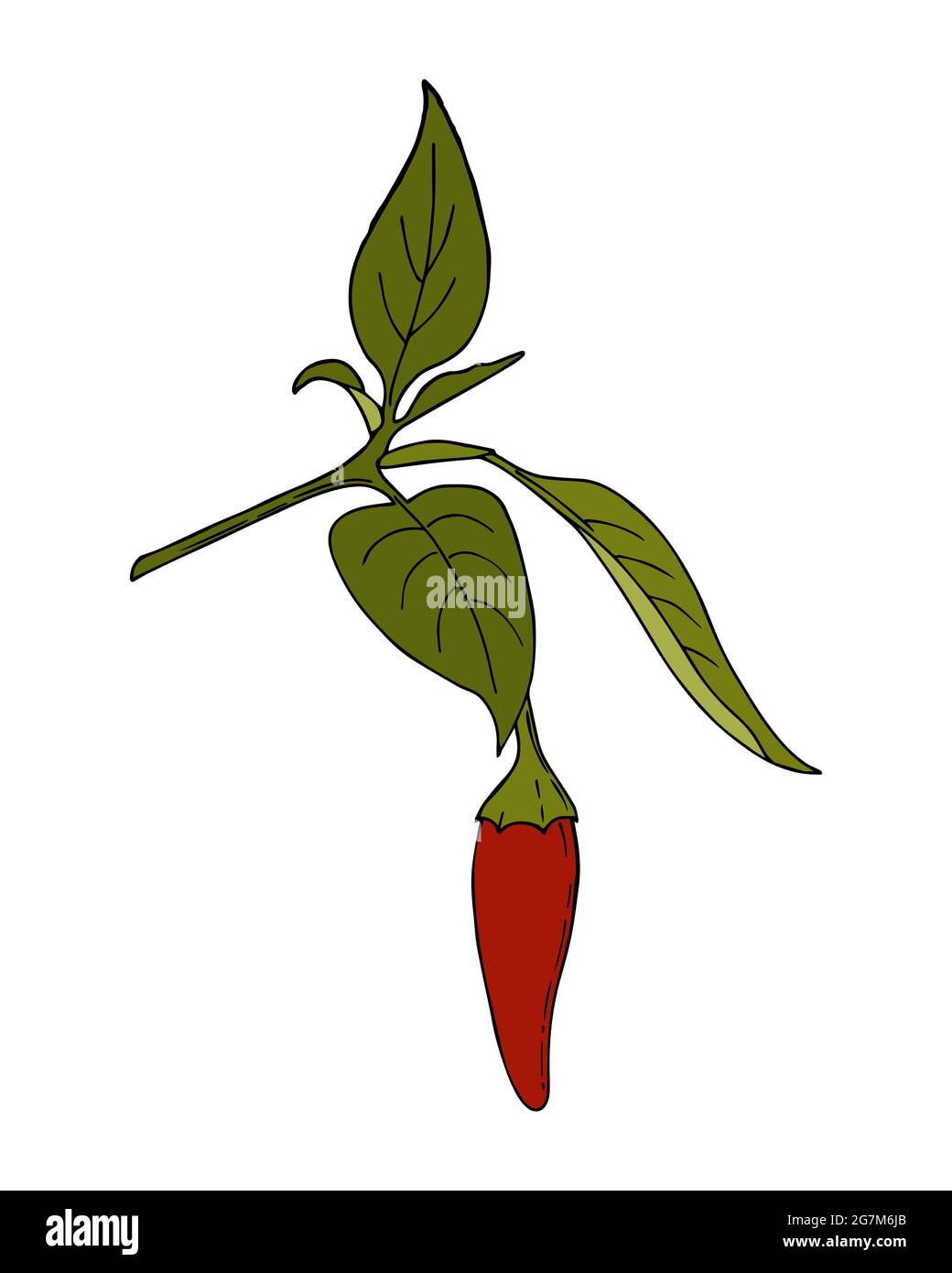 Chili Pepper hot handmade doodling color drawing. Spice. Pepper branch with leaves and fruits. Isolated. White background. Vector illustration Stock Vector
