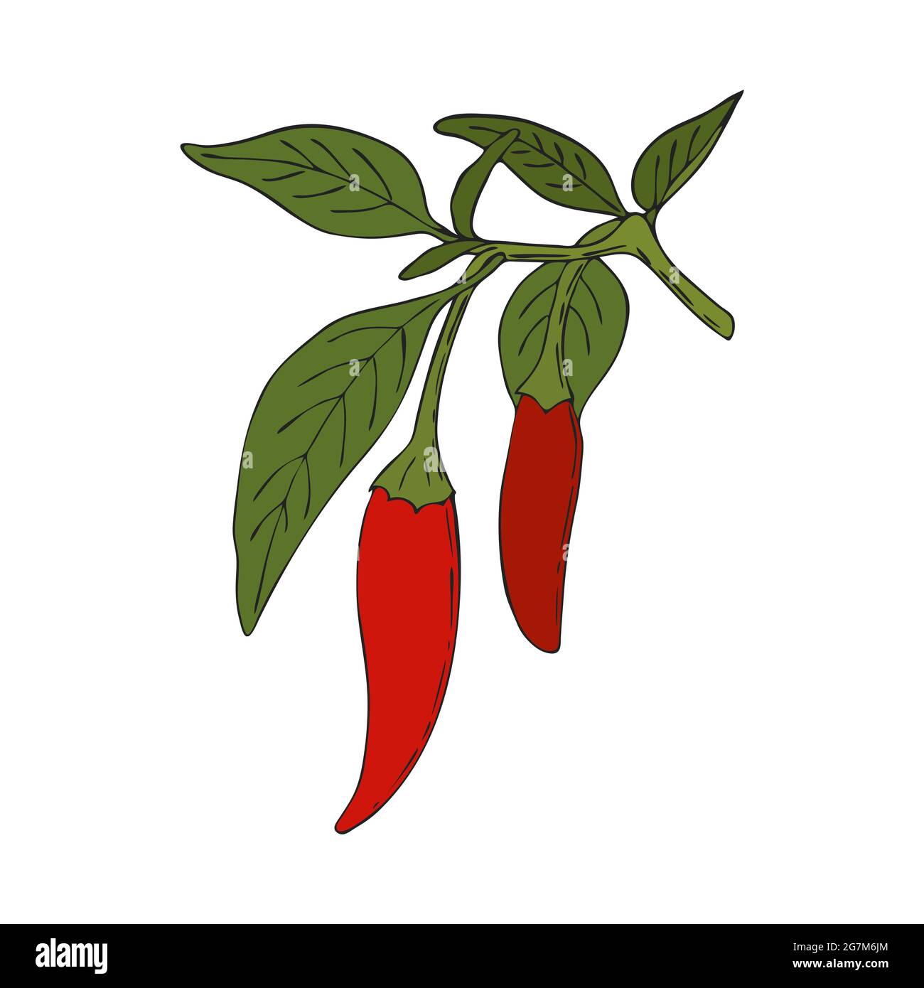 Chili Pepper hot handmade doodling color drawing. Spice. Pepper branch with leaves and fruits. Isolated. White background. Vector illustration Stock Vector