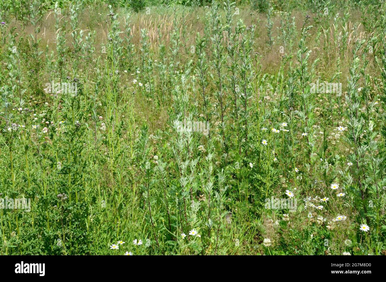 Birds and insects hires stock photography and images Alamy