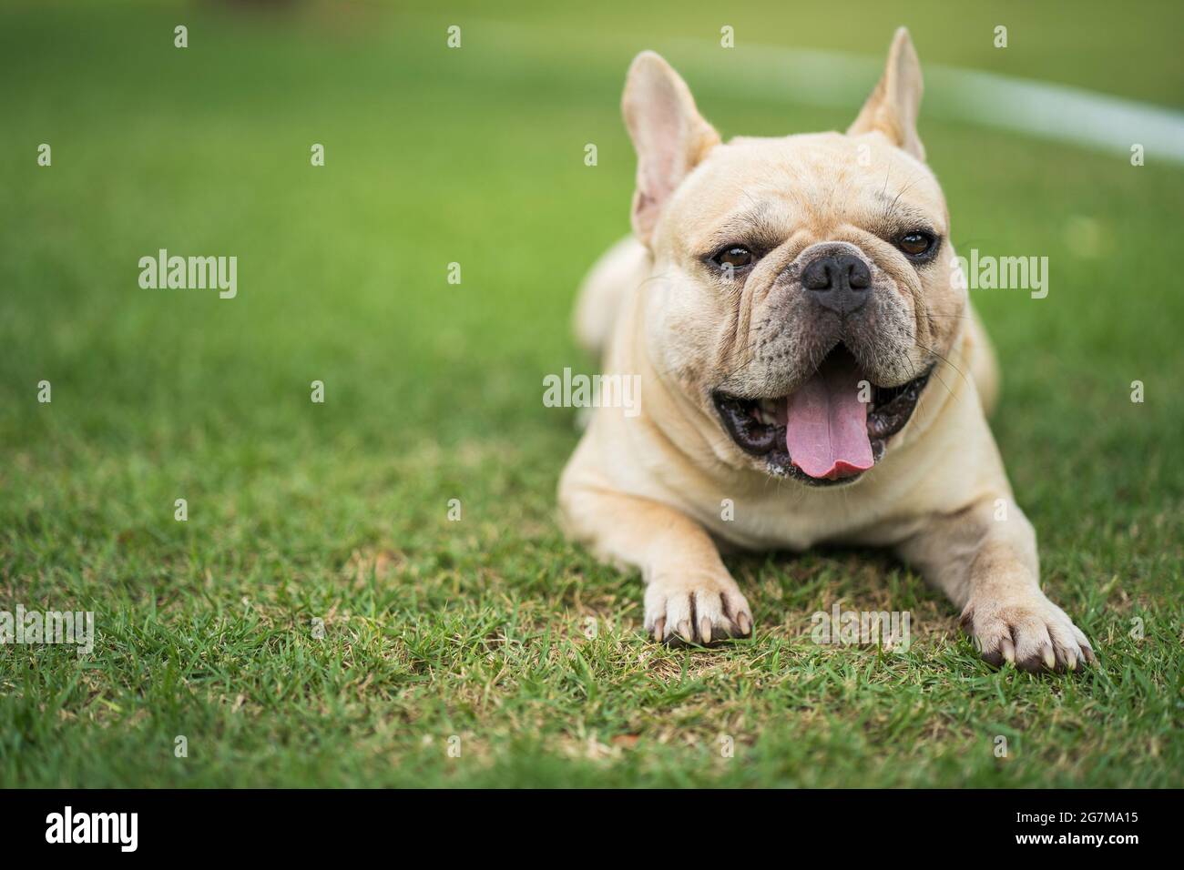French bulldog lying yawning hires stock photography and images Alamy