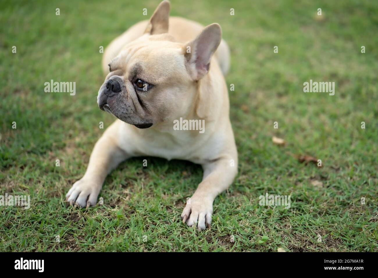 Adorable French bulldog lying down on green grass in a