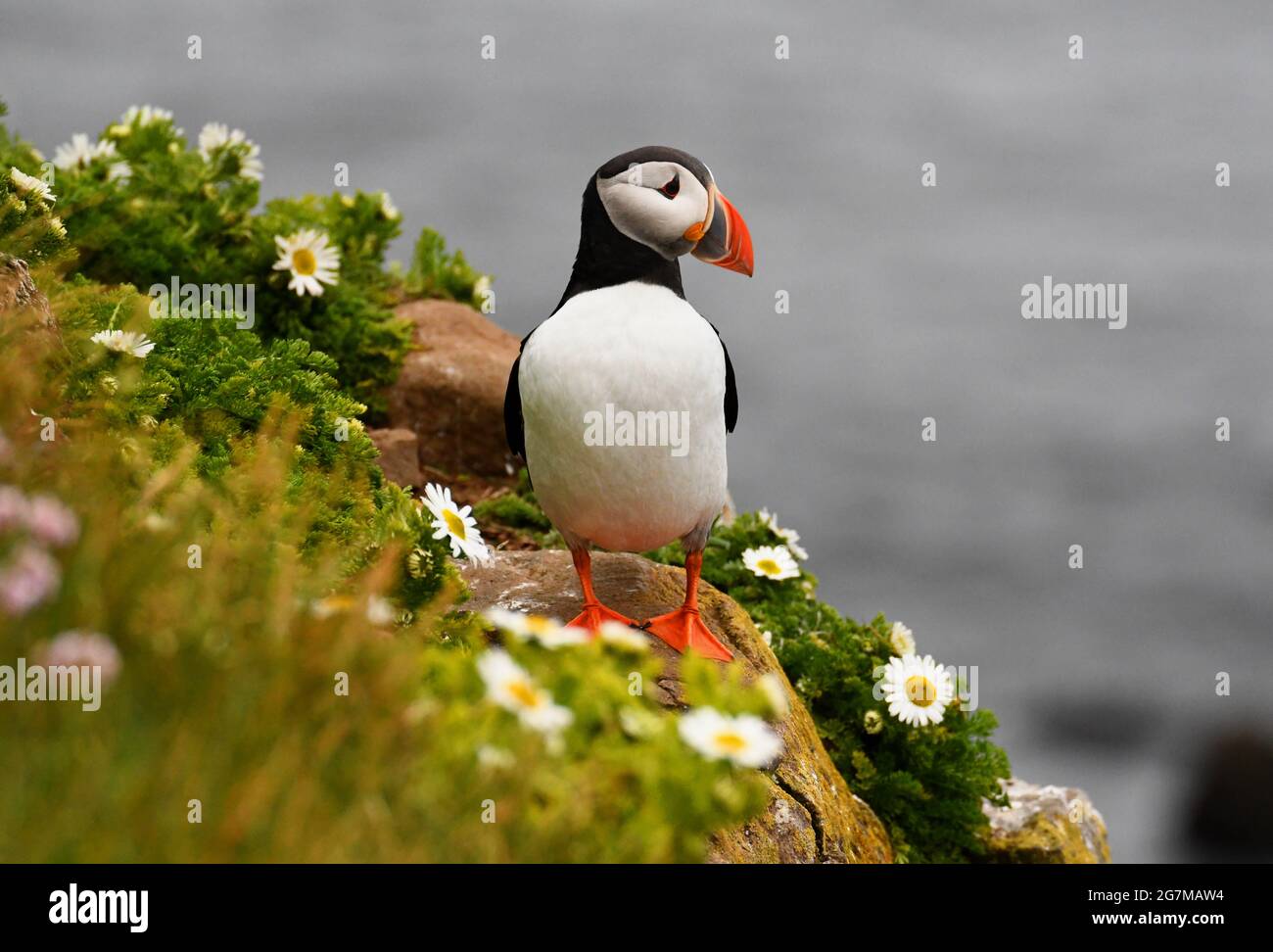 Puffin standing in front of its cave between some flowers Stock Photo