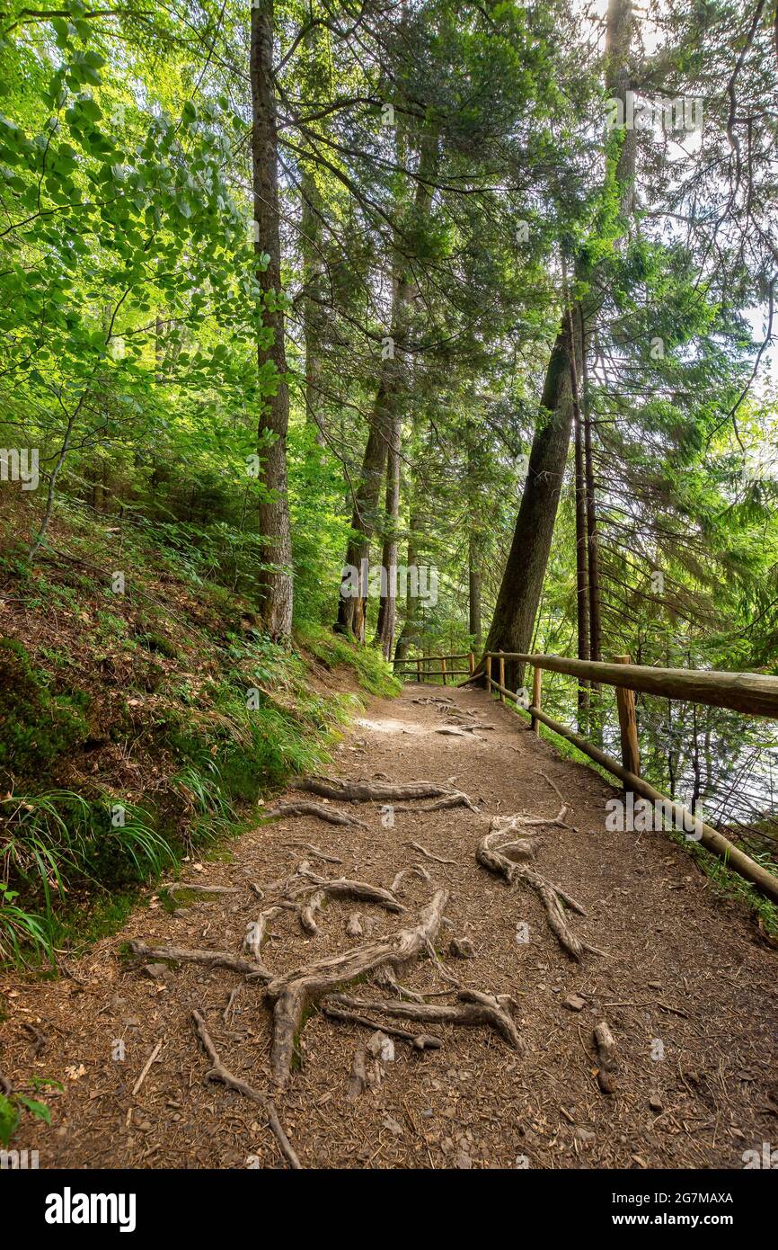 trail through forest. beautiful nature scenery in summer. wonderful sunny weather. great day for a walk Stock Photo