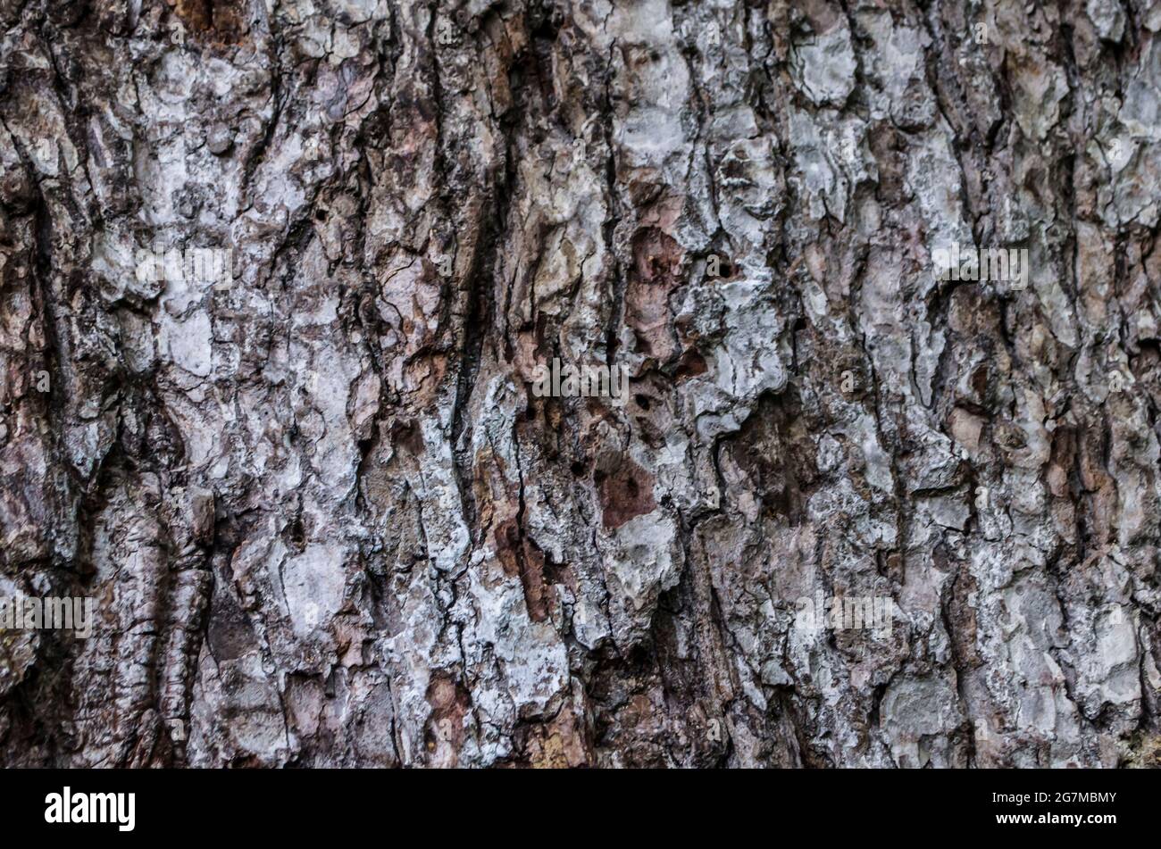 Yoni texture element on a tree trunk. Bark natural photo. Stock Photo