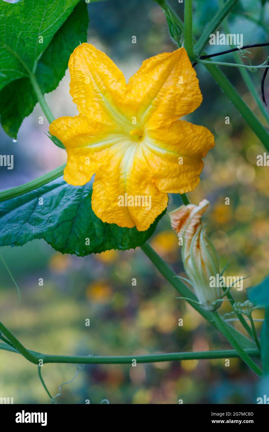 Zucchini plant and flower. Young vegetable marrow growing on bush Stock Photo