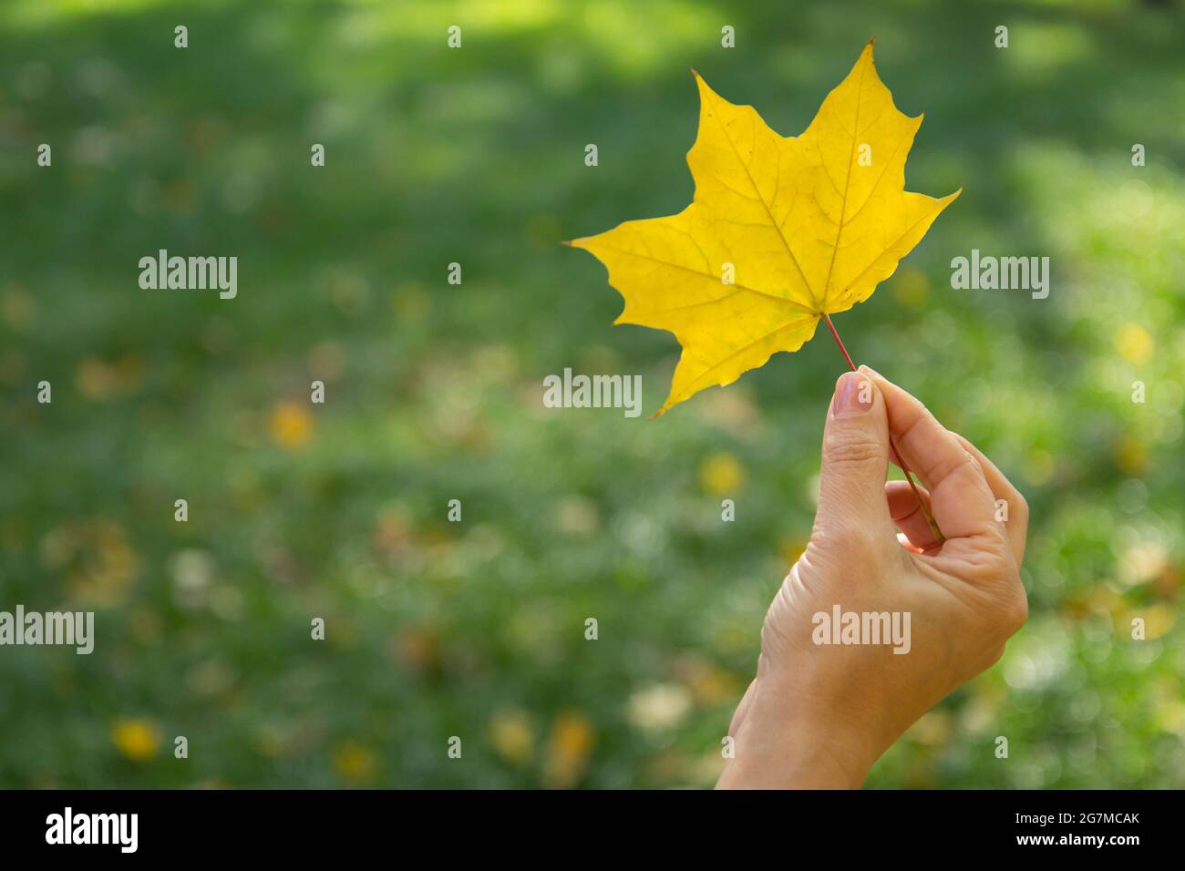 Single brown maple leaf hi-res stock photography and images - Alamy