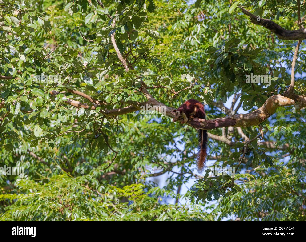 Endemic Malabar Giant Squirrel photographed in Nagarhole National Park (Karnataka, India) Stock Photo