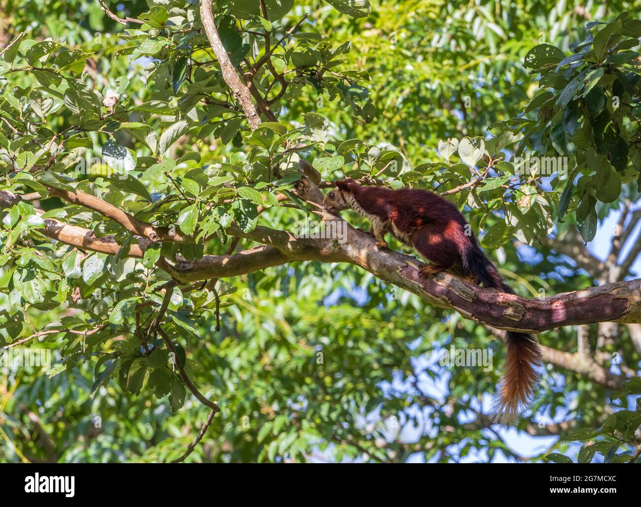 Endemic Malabar Giant Squirrel photographed in Nagarhole National Park (Karnataka, India) Stock Photo