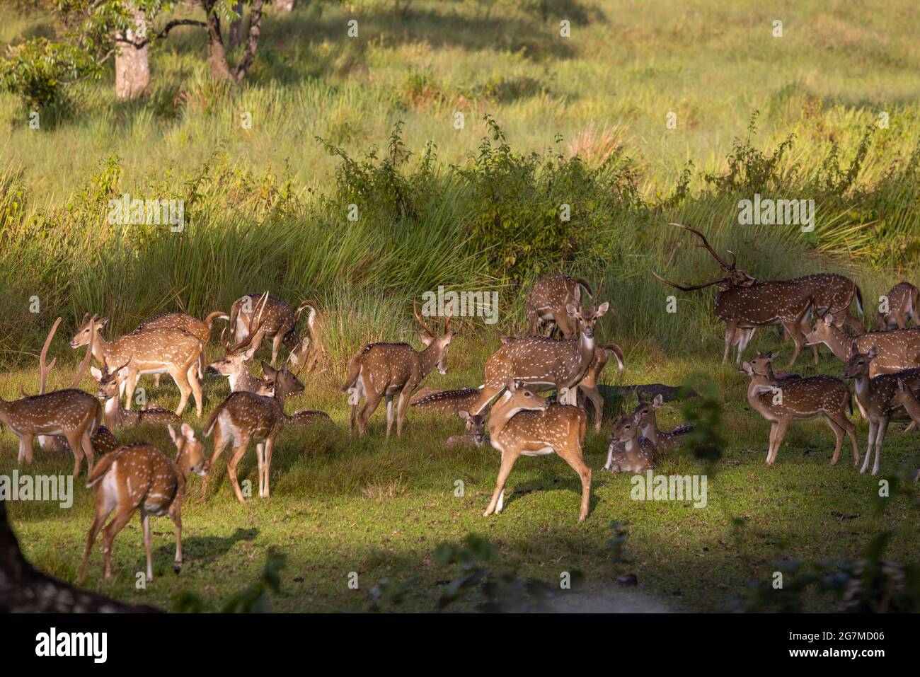 Spotted Deer herd - photographed in Nagarhole National Park Stock Photo