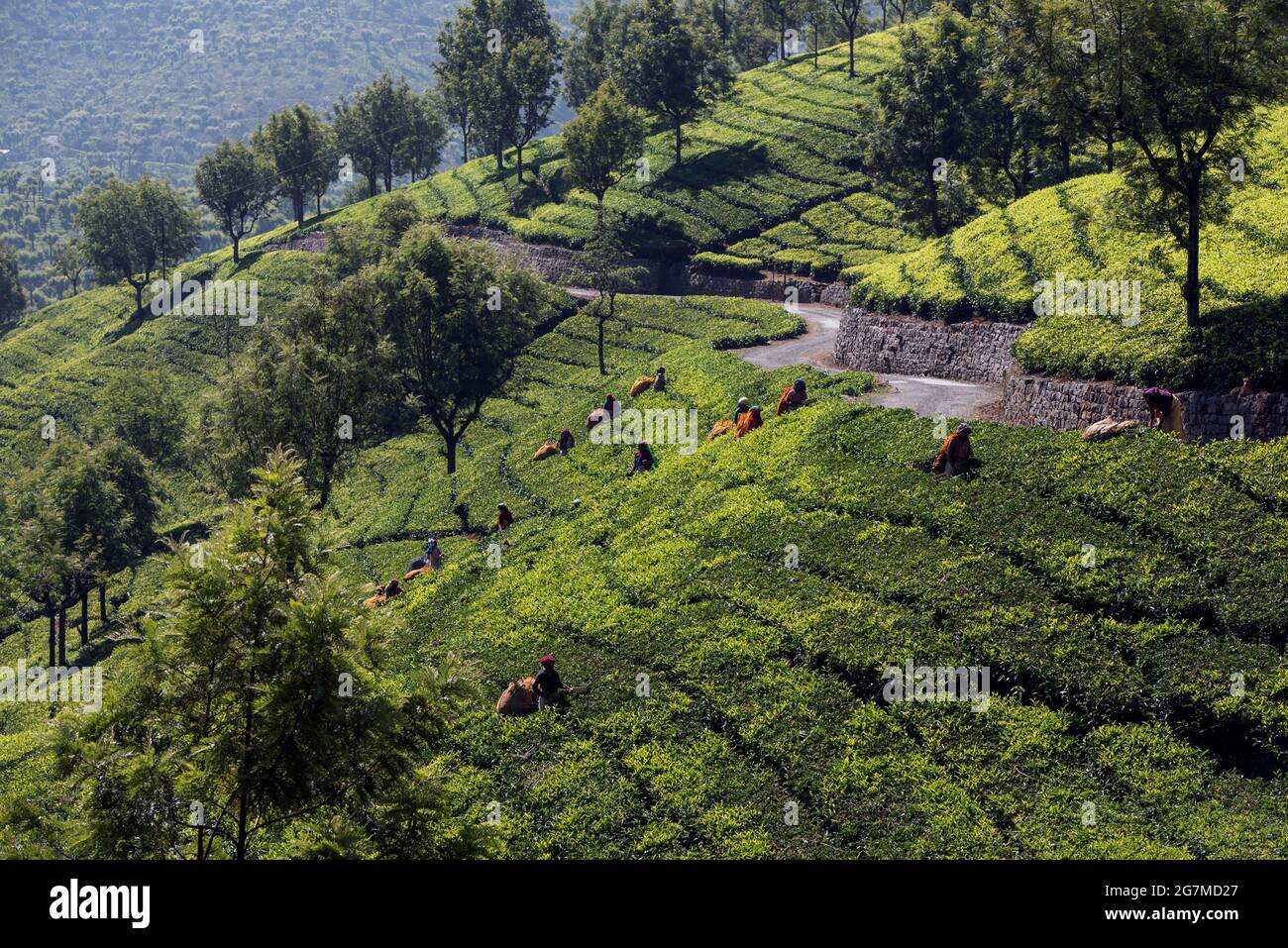 The tea plantations around Ootacamund (Ooty)/ Udagamandalam in India's southern state ofTamil Nadu form mesmerizing patterns against the backdrop of t Stock Photo