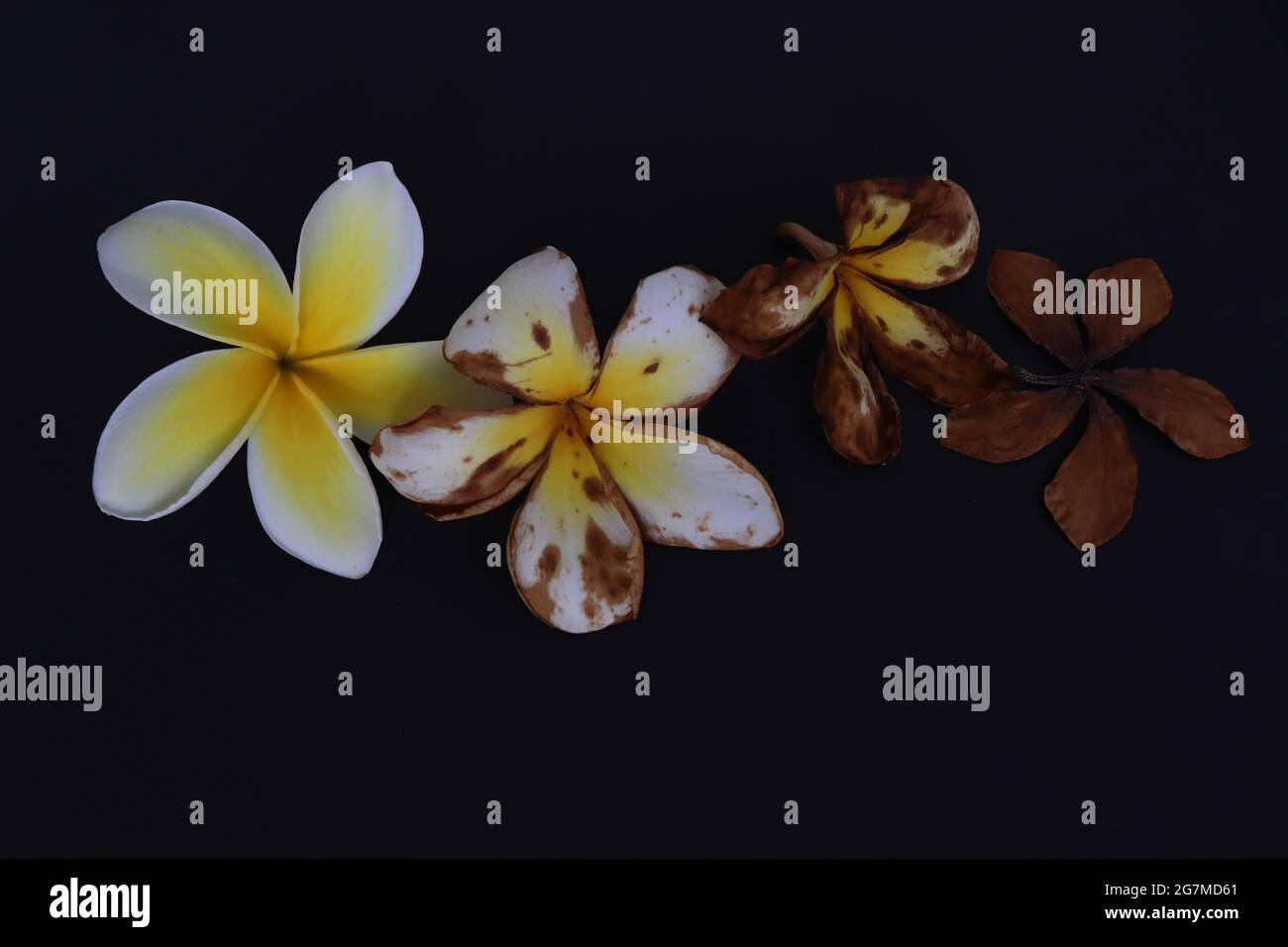 Tropical flower from blossom till death. Wilted flower Stock Photo Alamy