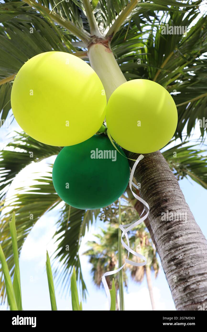 Bright balloons on a palm tree. Party background. Stock Photo