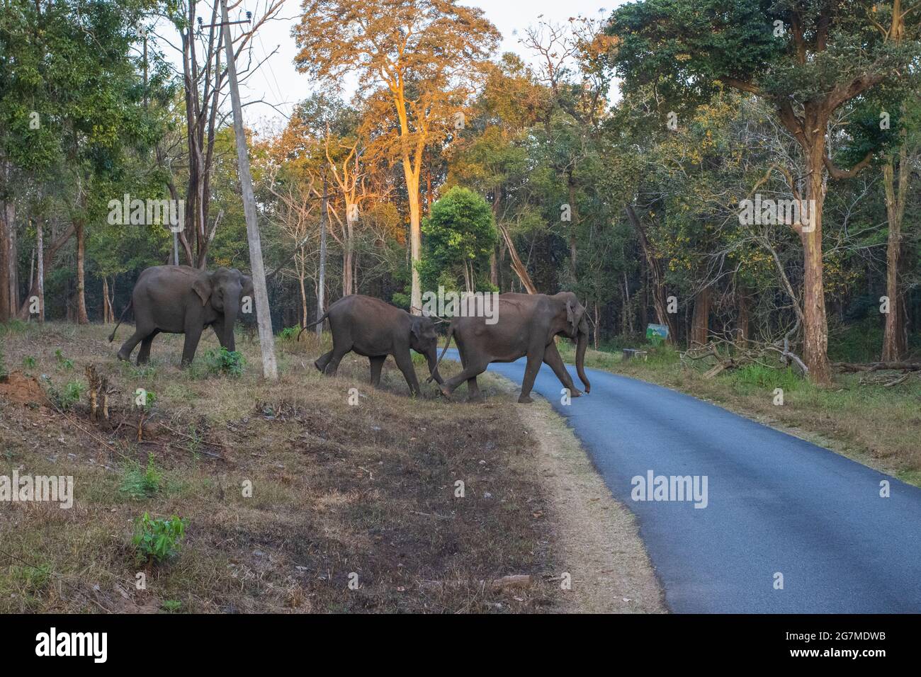 Elephant family crossing the road that passes through the Nagarhole National Park (Karnataka, India) Stock Photo