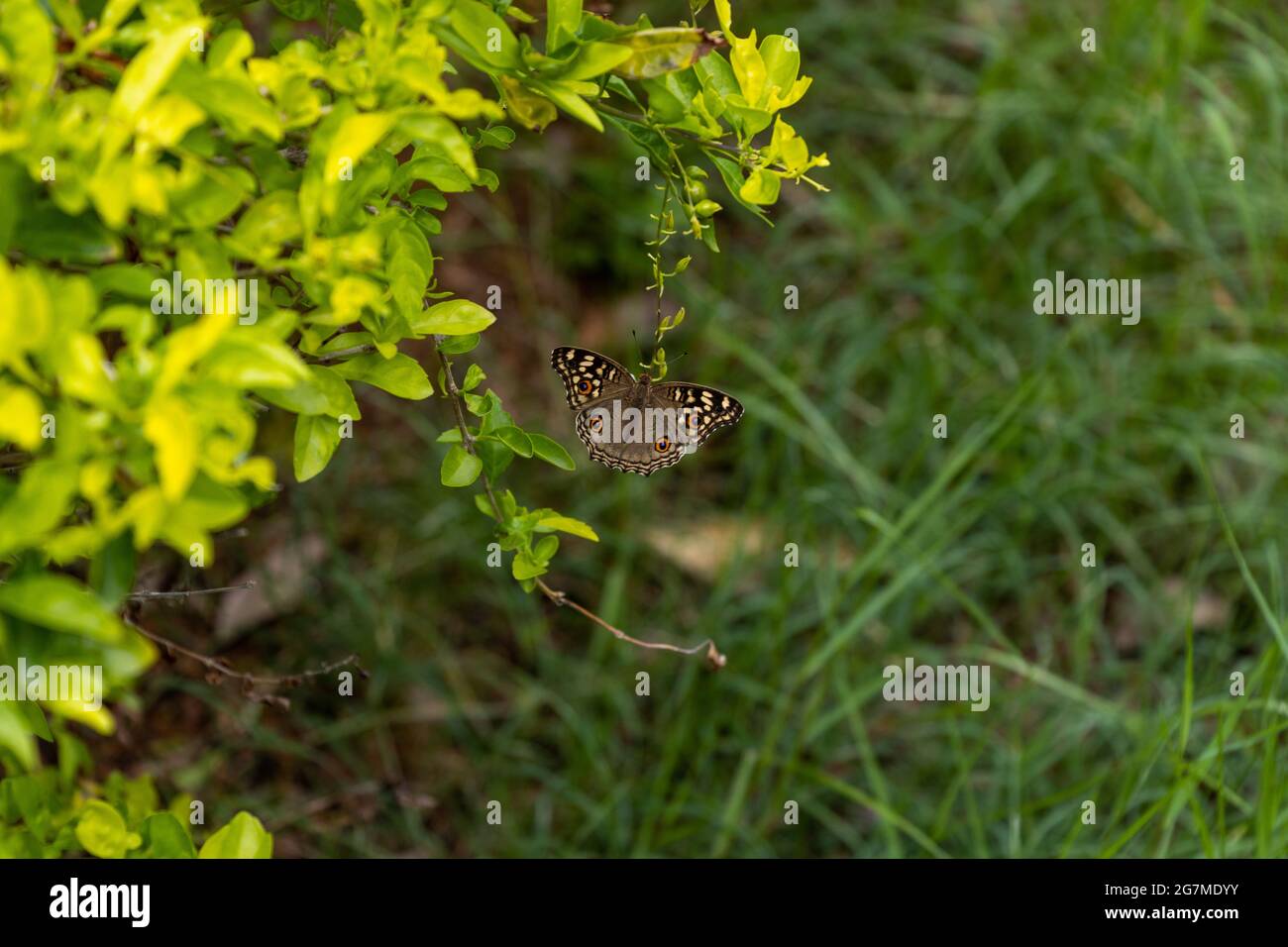 Peacock butterfly on a leaf Stock Photo - Alamy