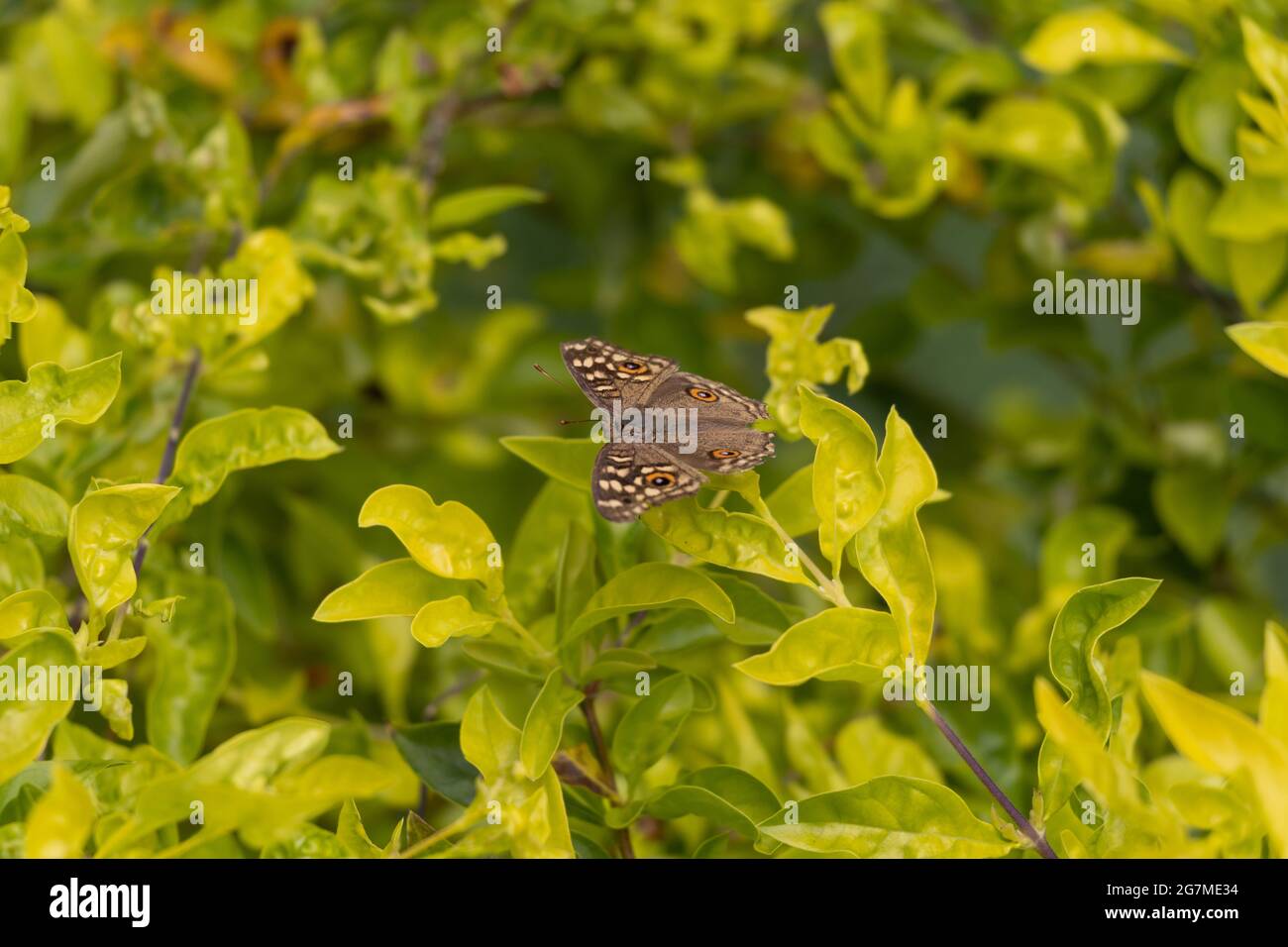 Peacock butterfly on a leaf Stock Photo - Alamy