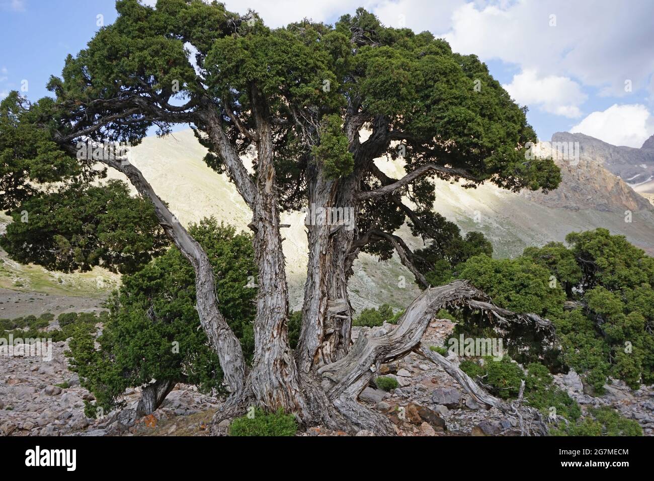 Large juniper hi-res stock photography and images - Alamy
