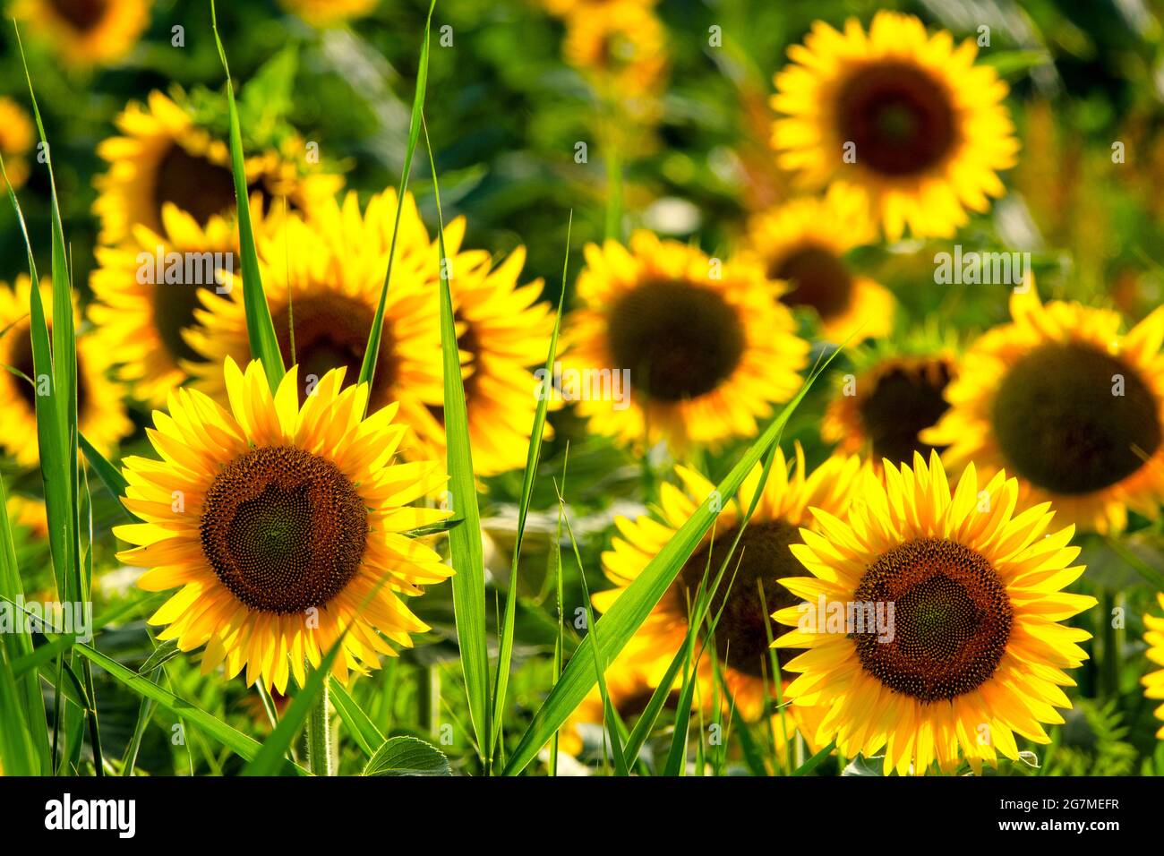 Common sunflower (Helianthus annuus) field Stock Photo