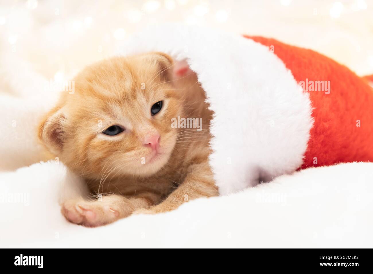 cat with tiny santa hat