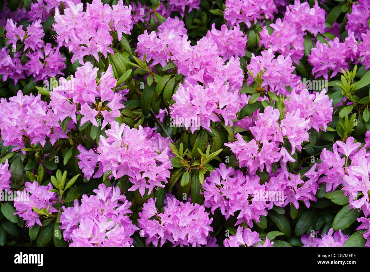Rhododendron flowering shrub. Close up of the plant with pink flowers
