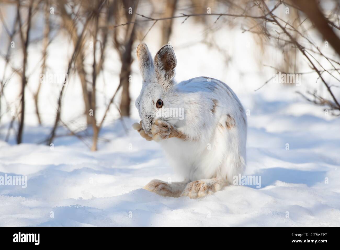 White Snowshoe hare or Varying hare cleaning itself in the winter snow