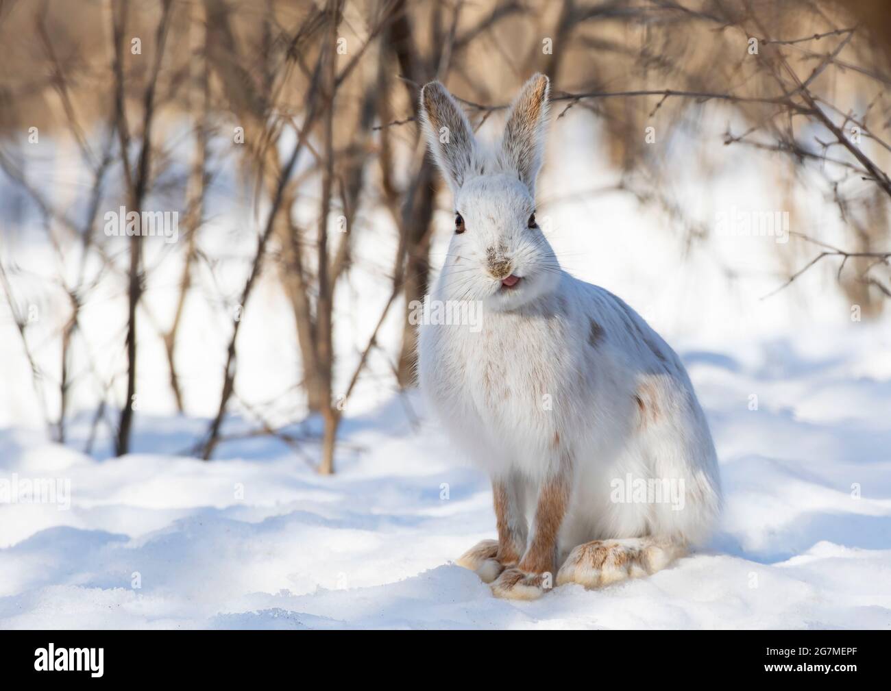 White Snowshoe hare or Varying hare closeup in winter in Ottawa, Canada Stock Photo