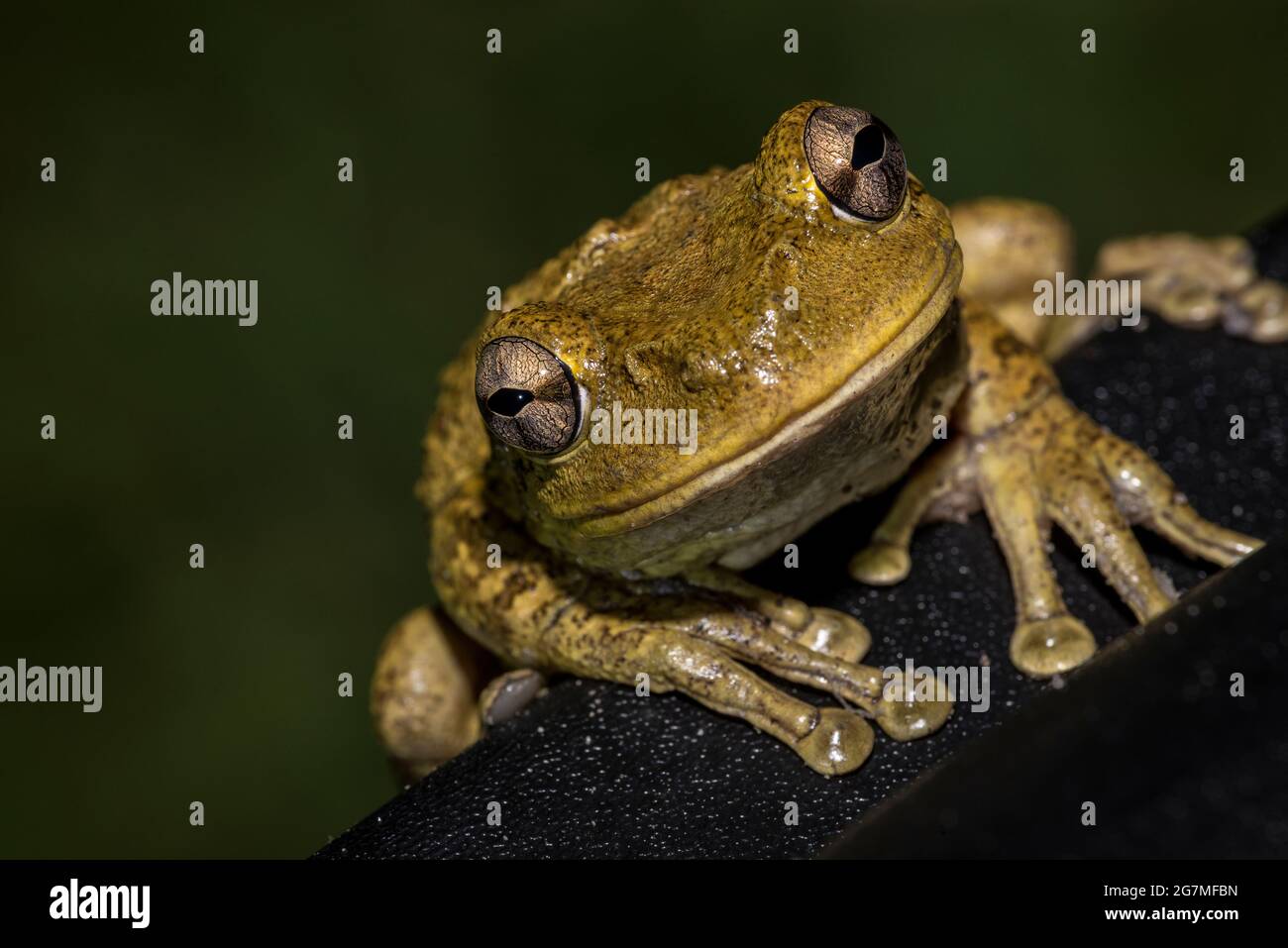 Invasive Cuban tree frog in Florida, Osteophilus septentrionalis, native to Cuba Stock Photo