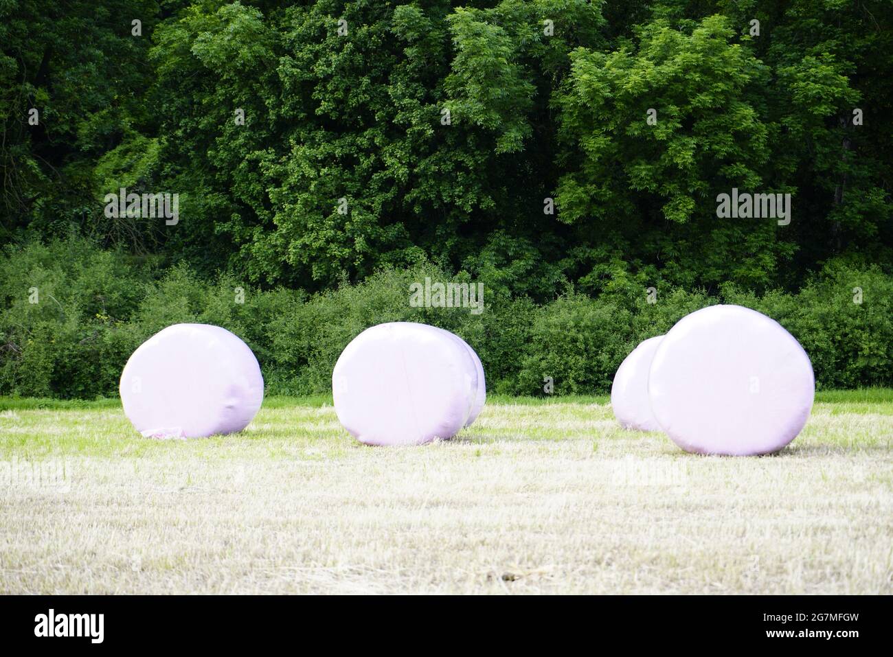 Silage bales in a field with a forest in the background. Rural environment. Feed for farm animals. Stock Photo