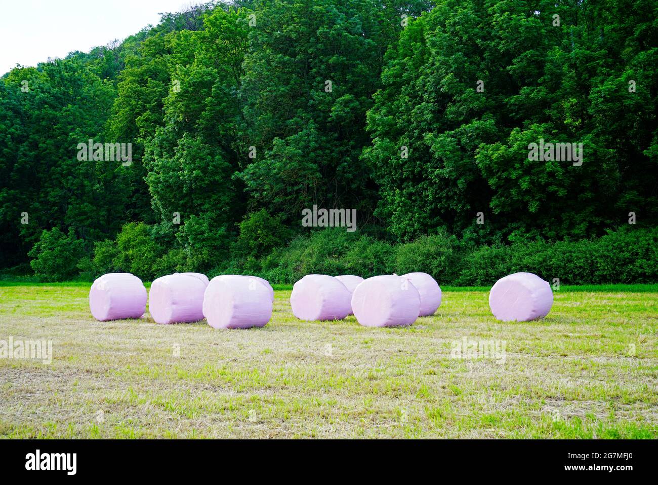 Silage bales in a field with a forest in the background. Rural environment. Feed for farm animals. Stock Photo