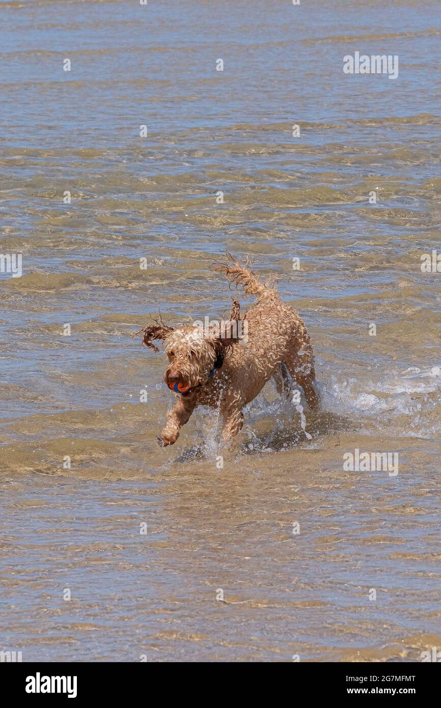 A Cockapoo dog running out of the sea with a ball in its mouth. Stock Photo