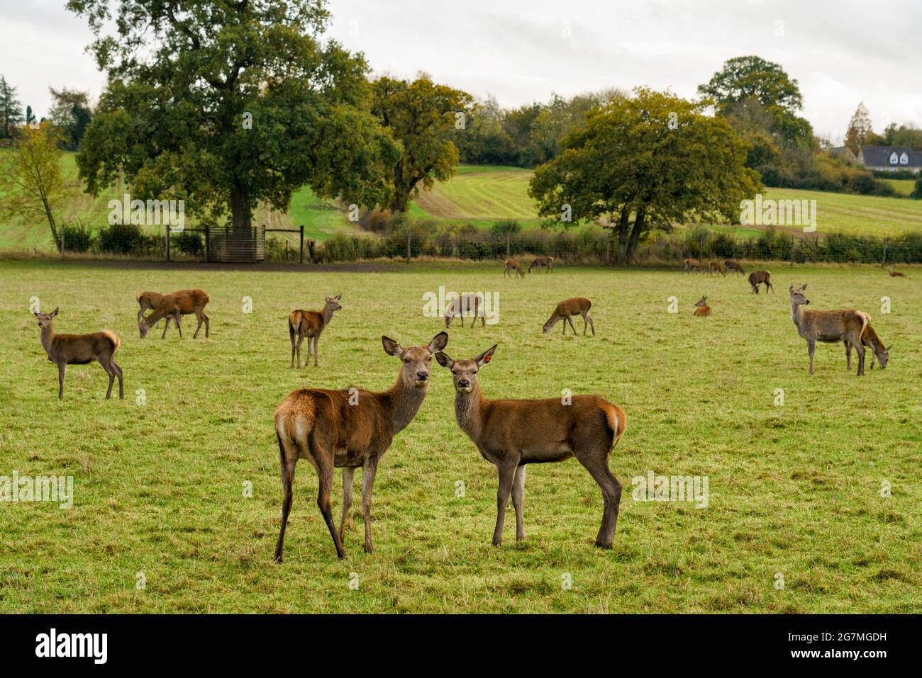 Commercial deer farm hires stock photography and images Alamy