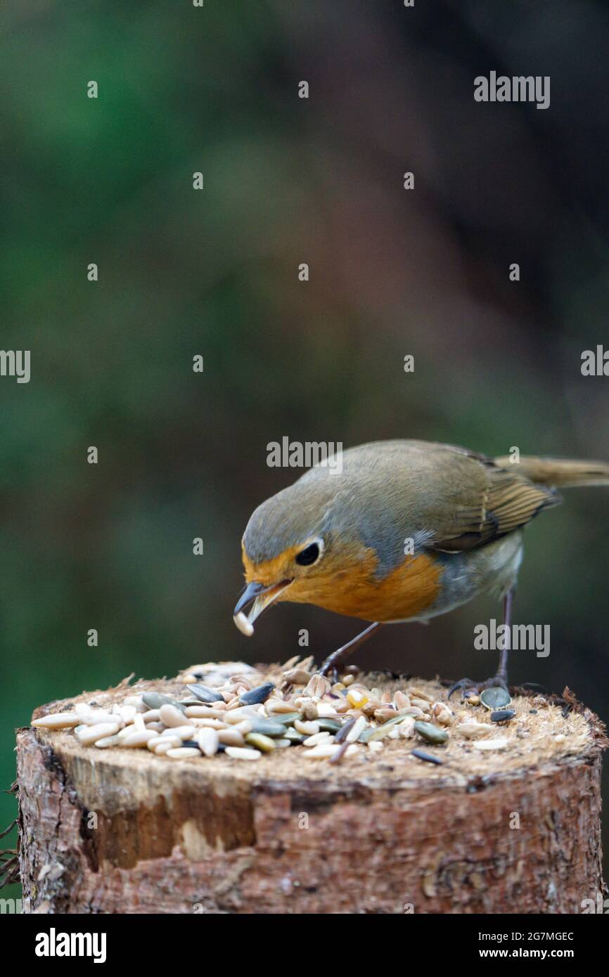 European Robin feeding on bird seed on a log on a bird table in an English garden Stock Photo