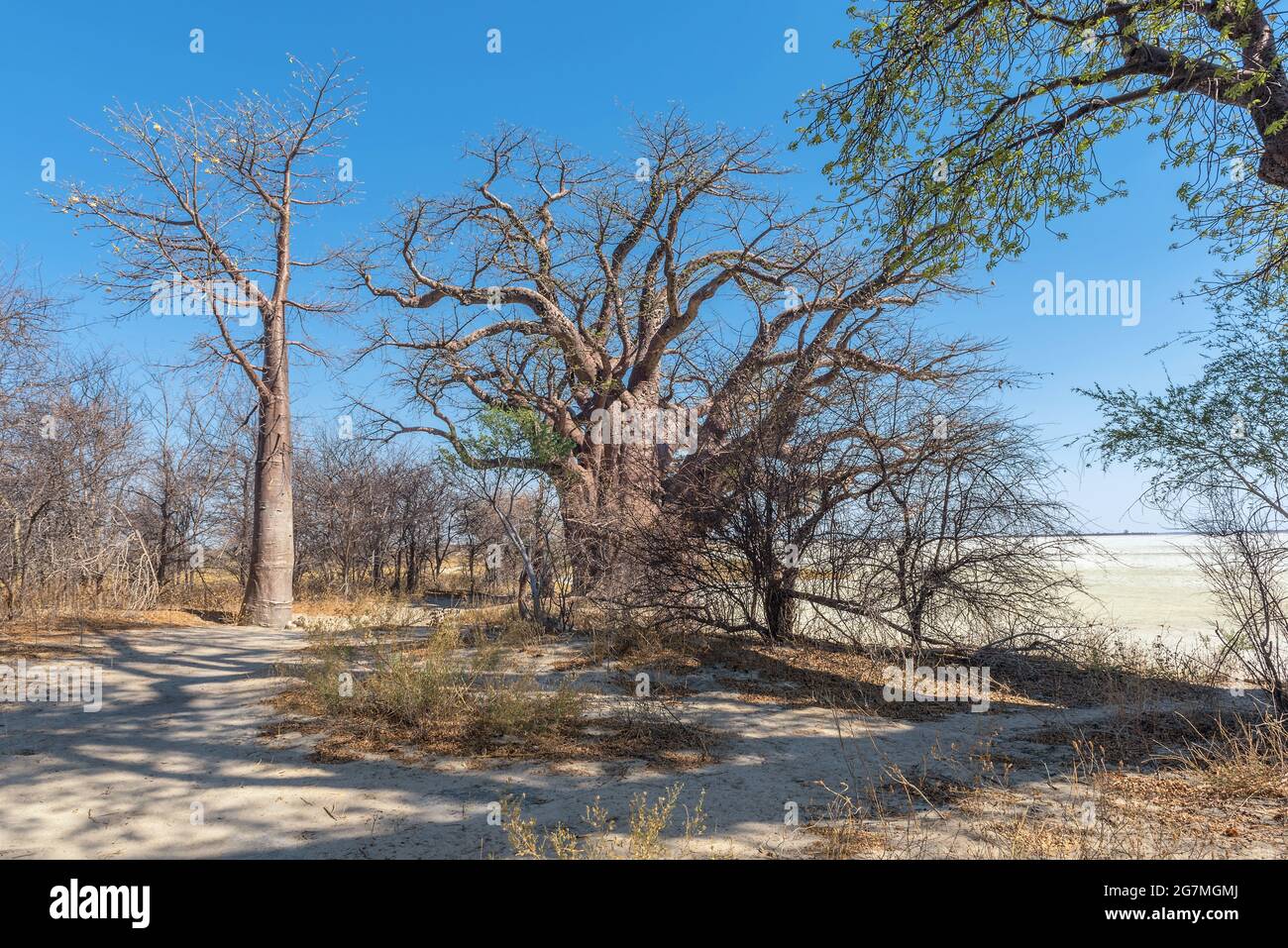 Old baobab trees along Nxai Pan, Botswana Stock Photo