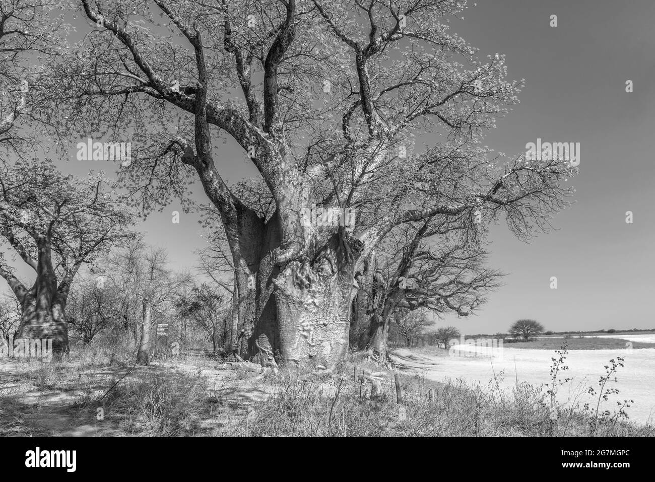 Old baobab trees along Nxai Pan, Botswana Stock Photo