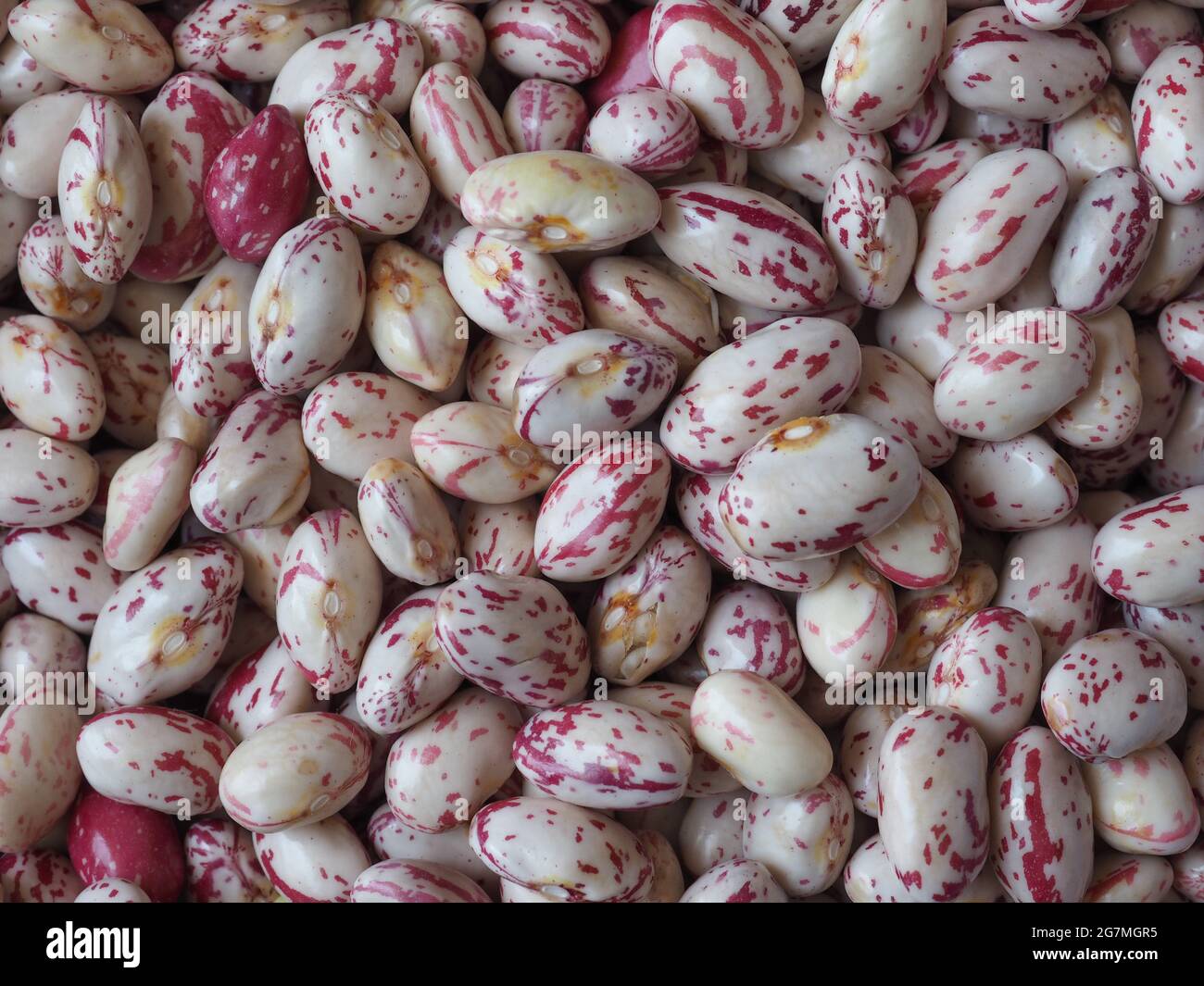 crimson beans, variety of common bean (scientific name Phaseolus