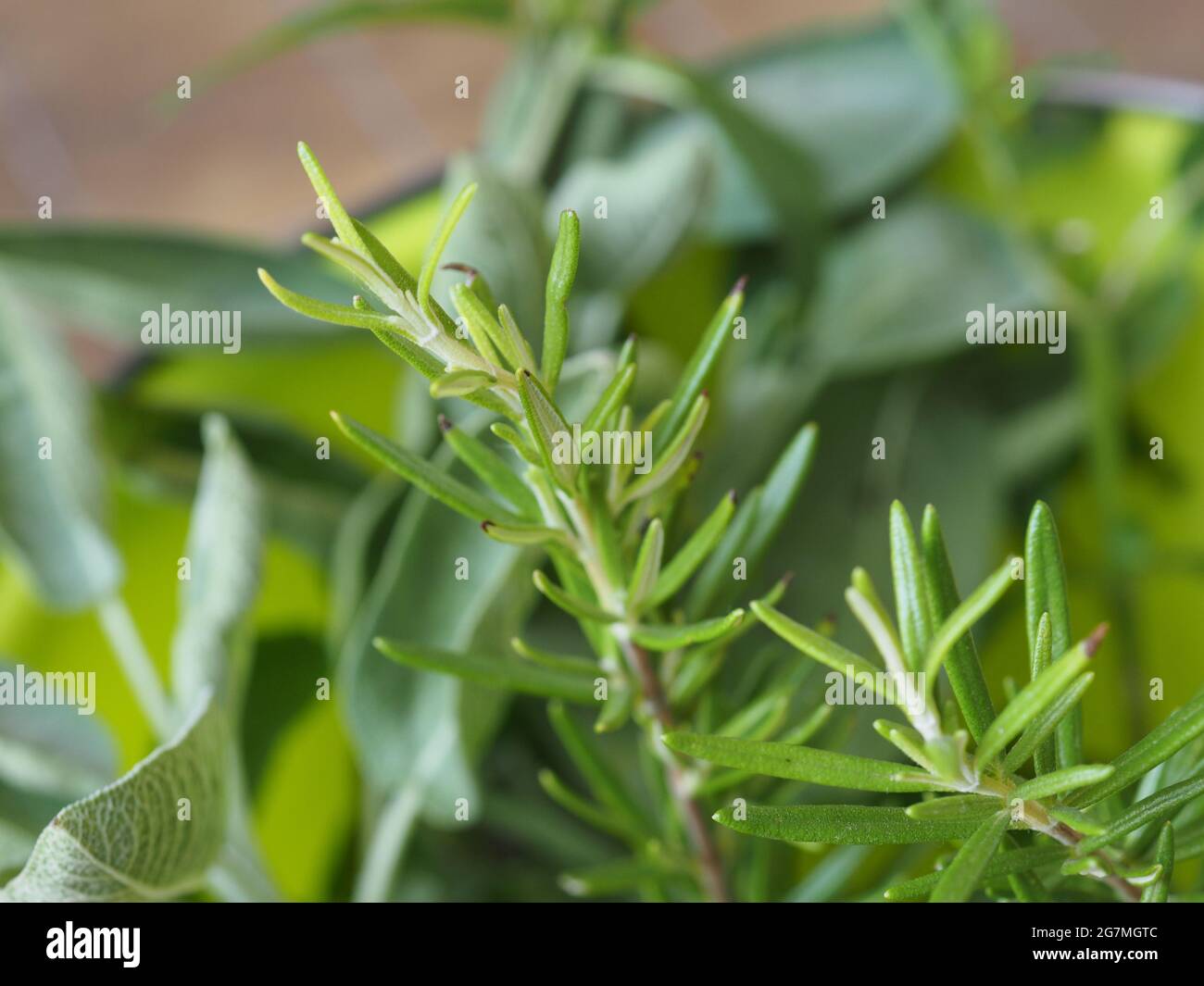 green rosemary (scientific name Rosmarinus officinalis) plant Stock