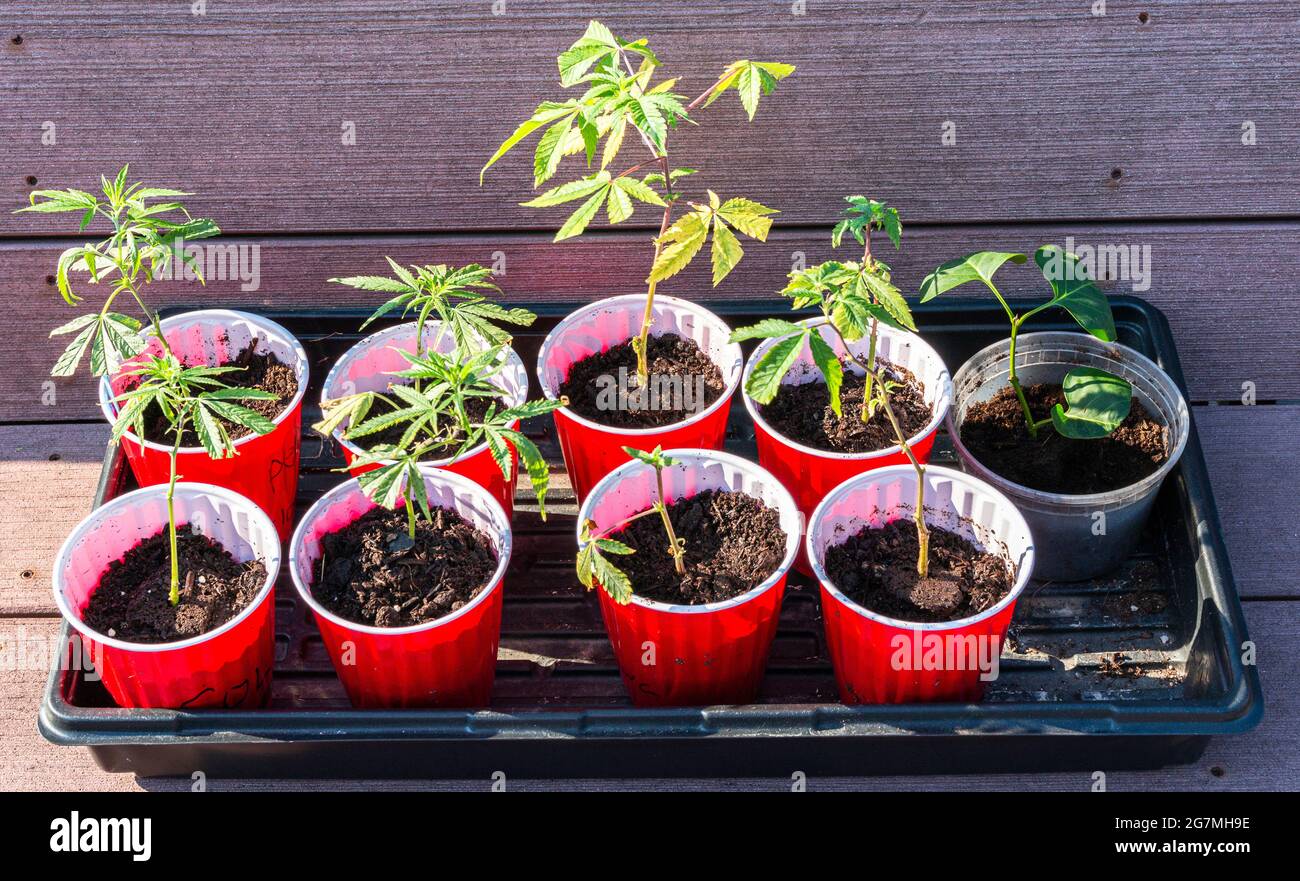 https://c8.alamy.com/comp/2G7MH9E/nine-small-marijuana-plant-clippings-growing-in-red-solo-cups-in-sunshine-2G7MH9E.jpg