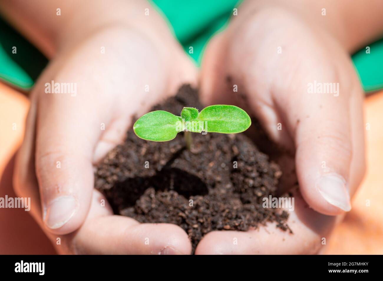 Little hands of child holding young plant with soil before planting, sunlight earth day, save the planet, green economy concept, close up Stock Photo