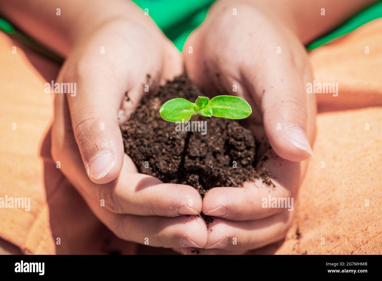 Little hands of child holding young plant with soil before planting, sunlight earth day, save the planet, green economy concept, close up Stock Photo