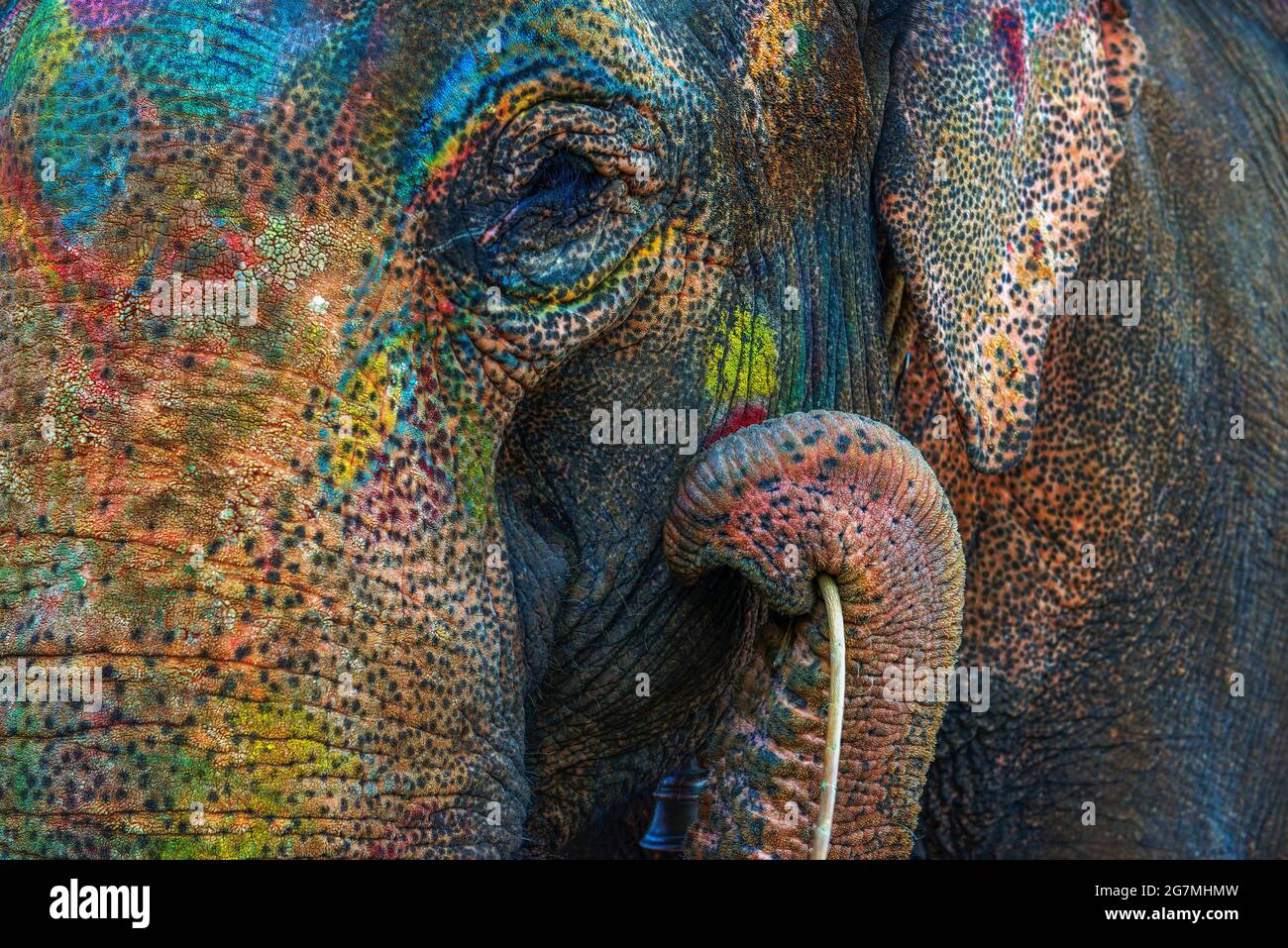 lephant during Holi celebrations, Udaipur Stock Photo